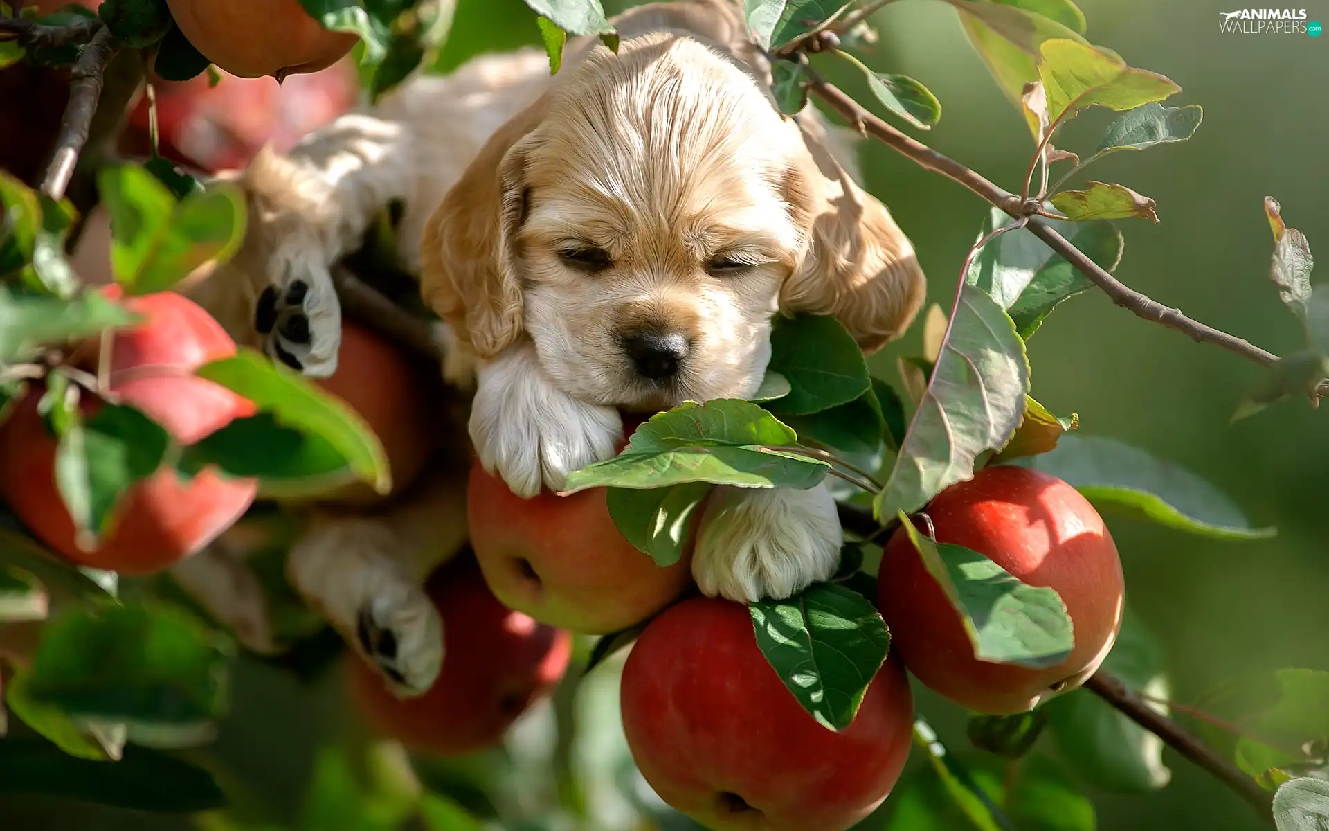 apple-tree, apples, Puppy, Twigs, dog