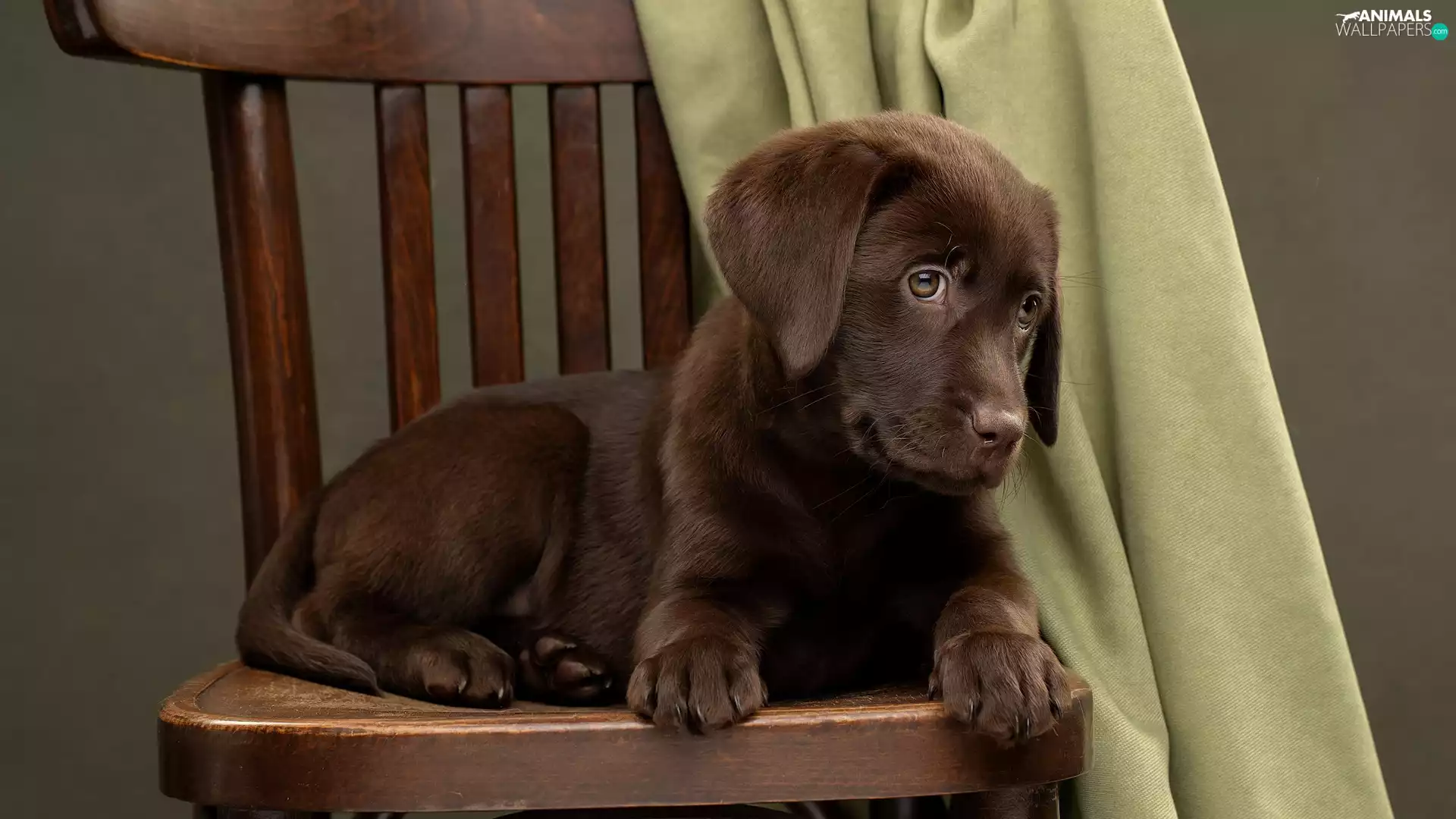 dog, Brown, Chair, Puppy