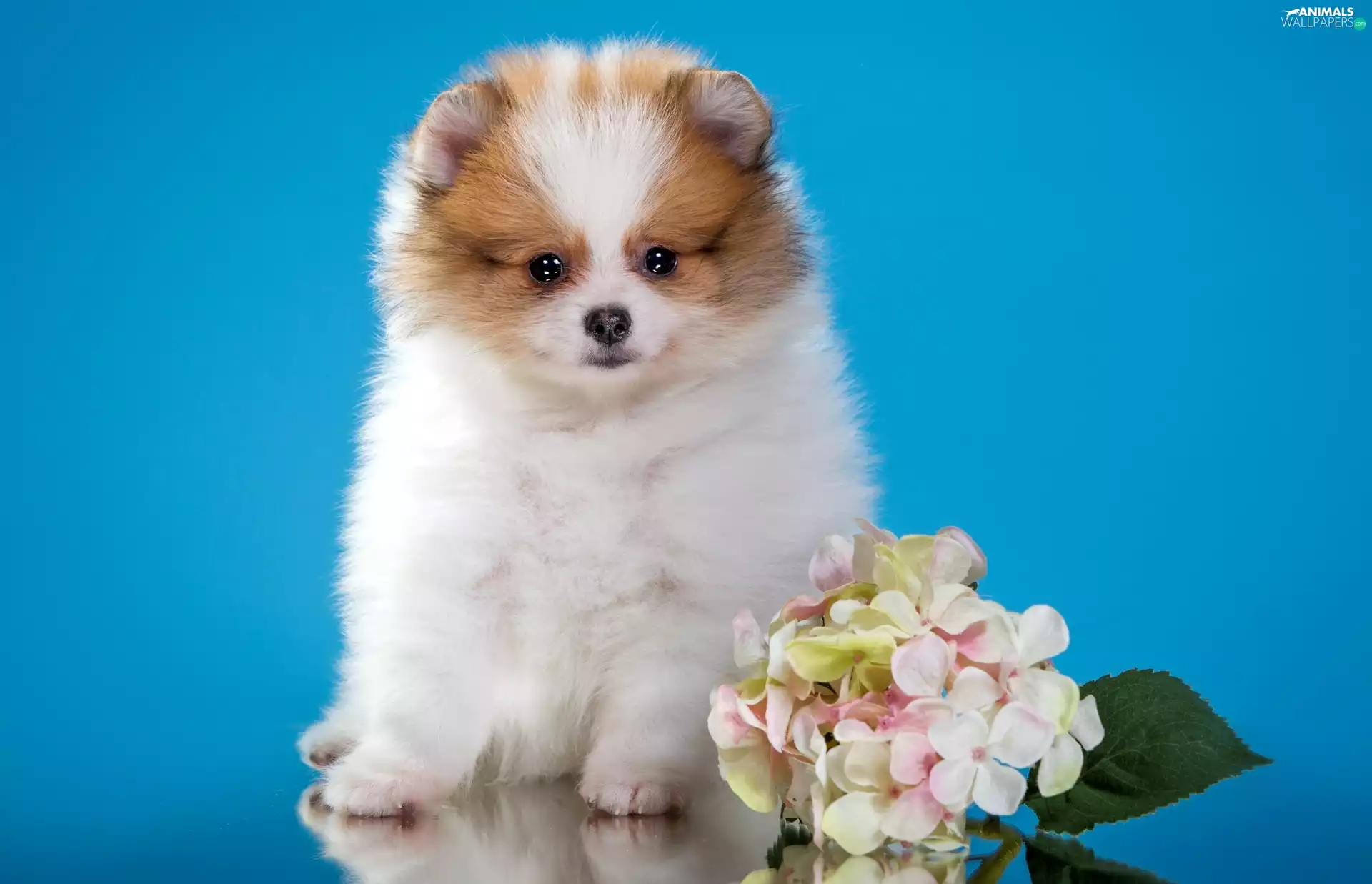 dog, point, Flowers, Puppy