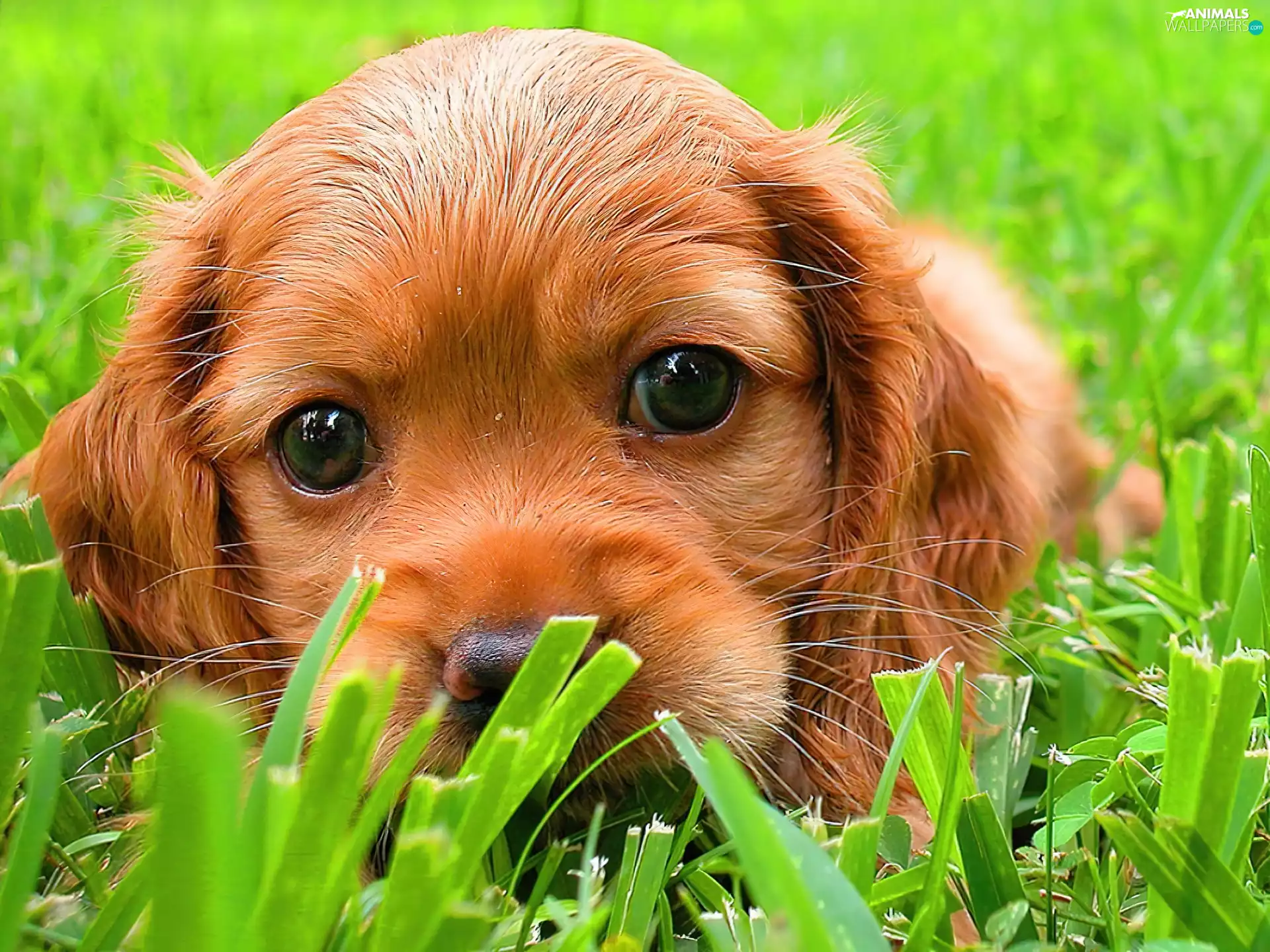dog, Green, grass, Puppy