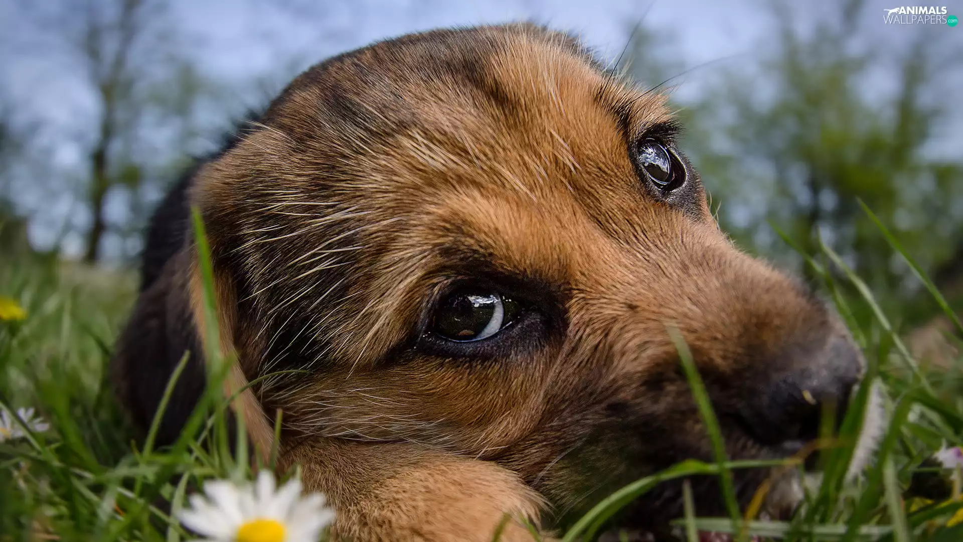 dog, muzzle, grass, Puppy
