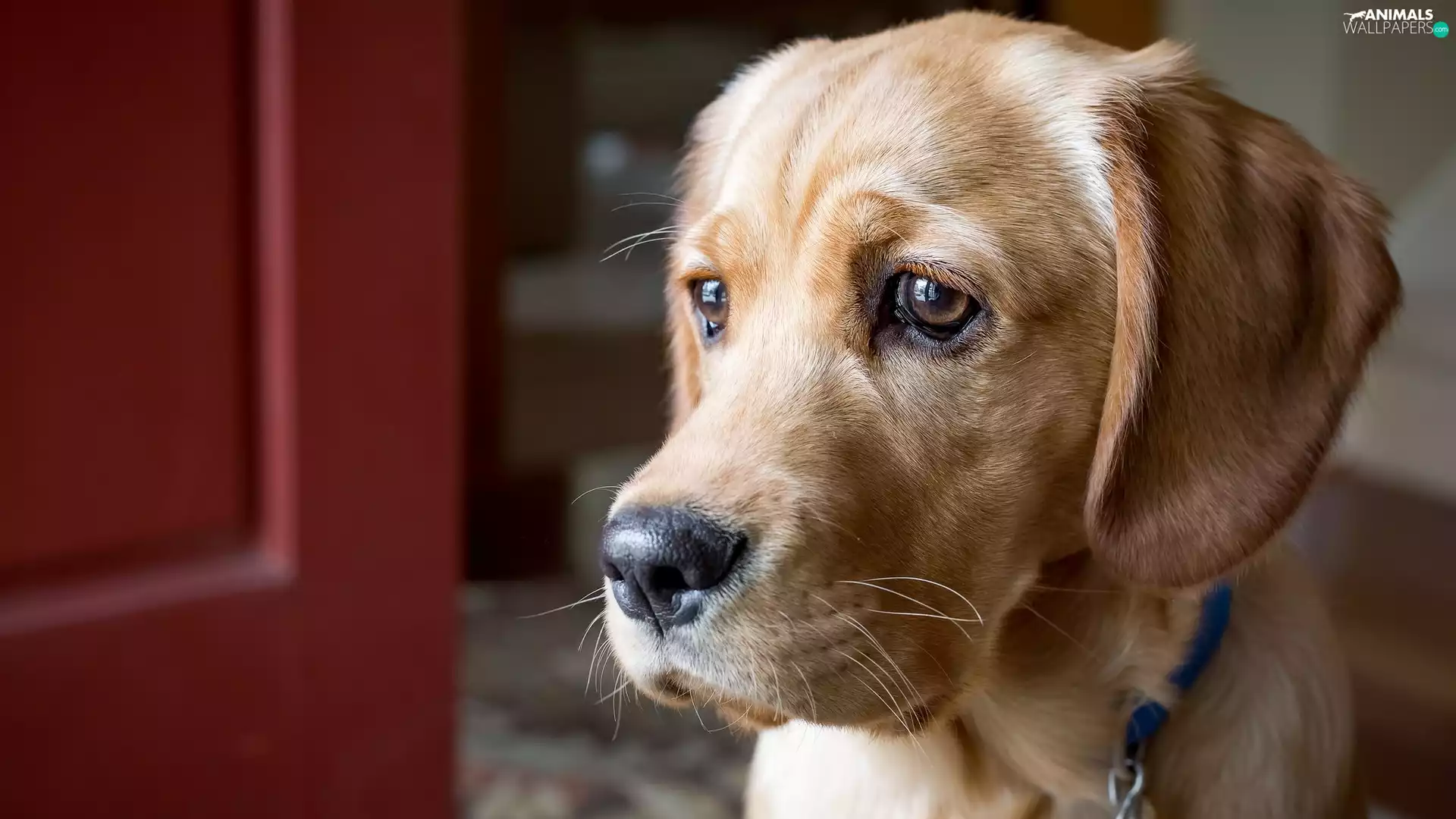 dog, Spanador, muzzle, Puppy