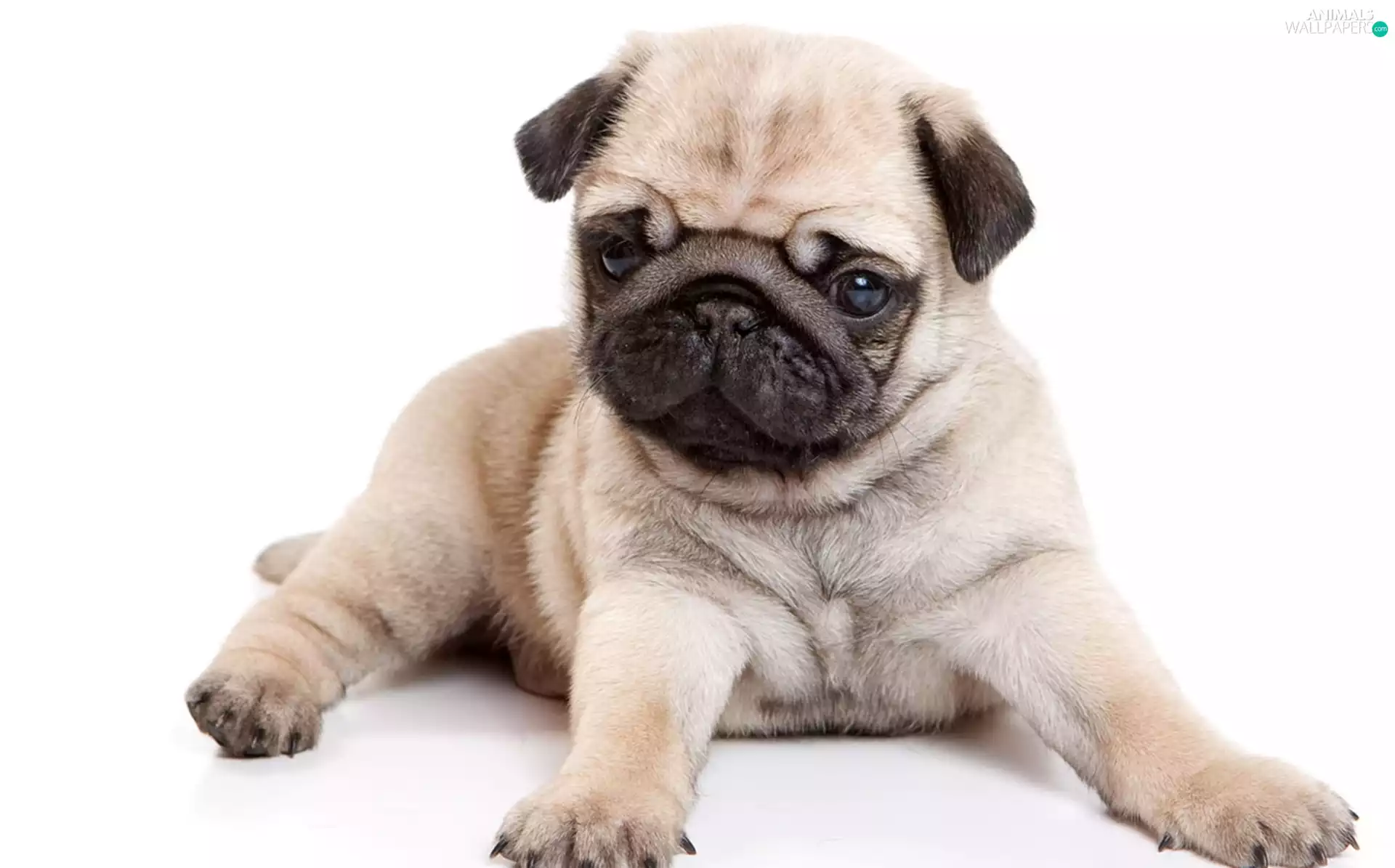 dog, sweet, pug, Puppy