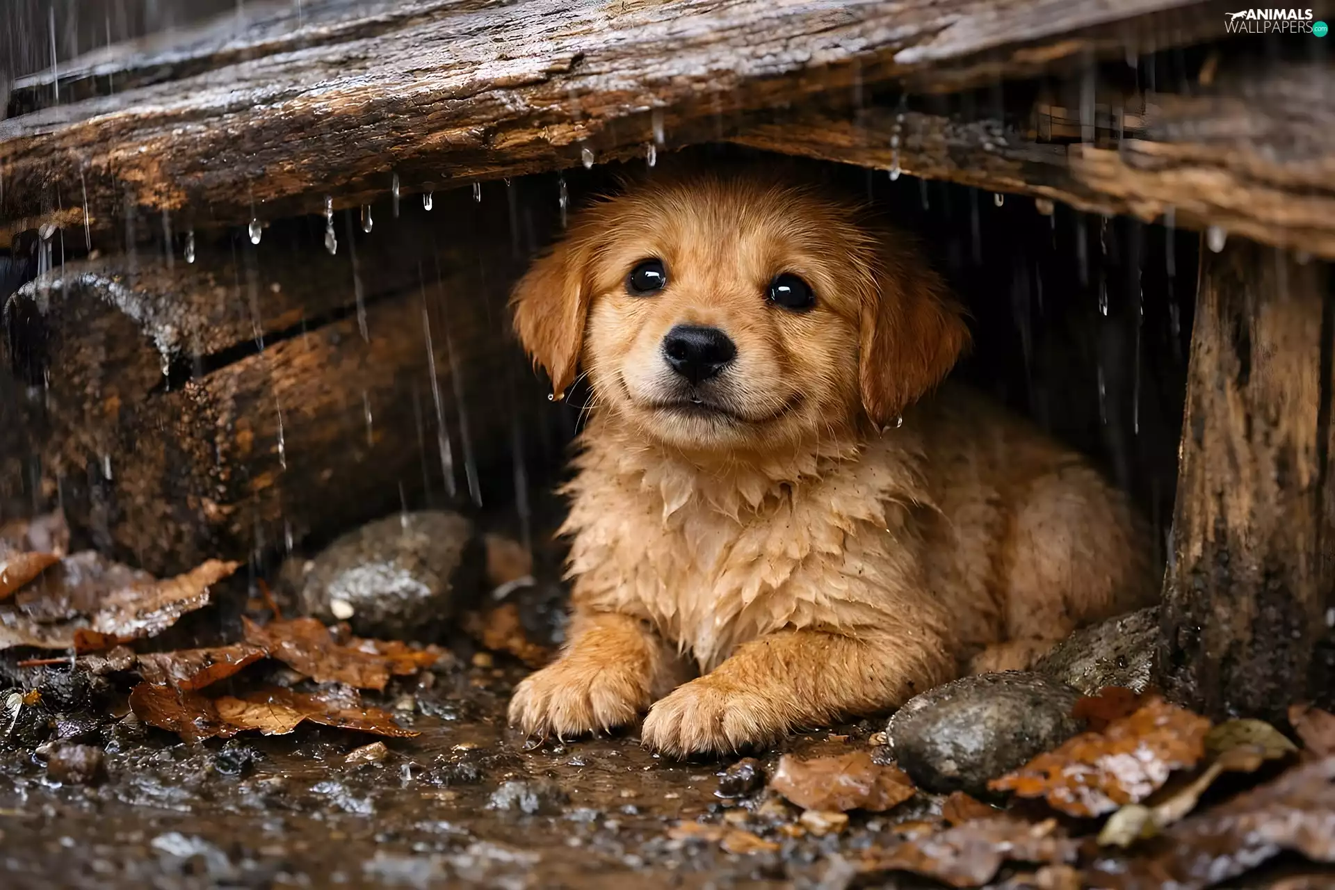 dog, boarding, Rain, Puppy