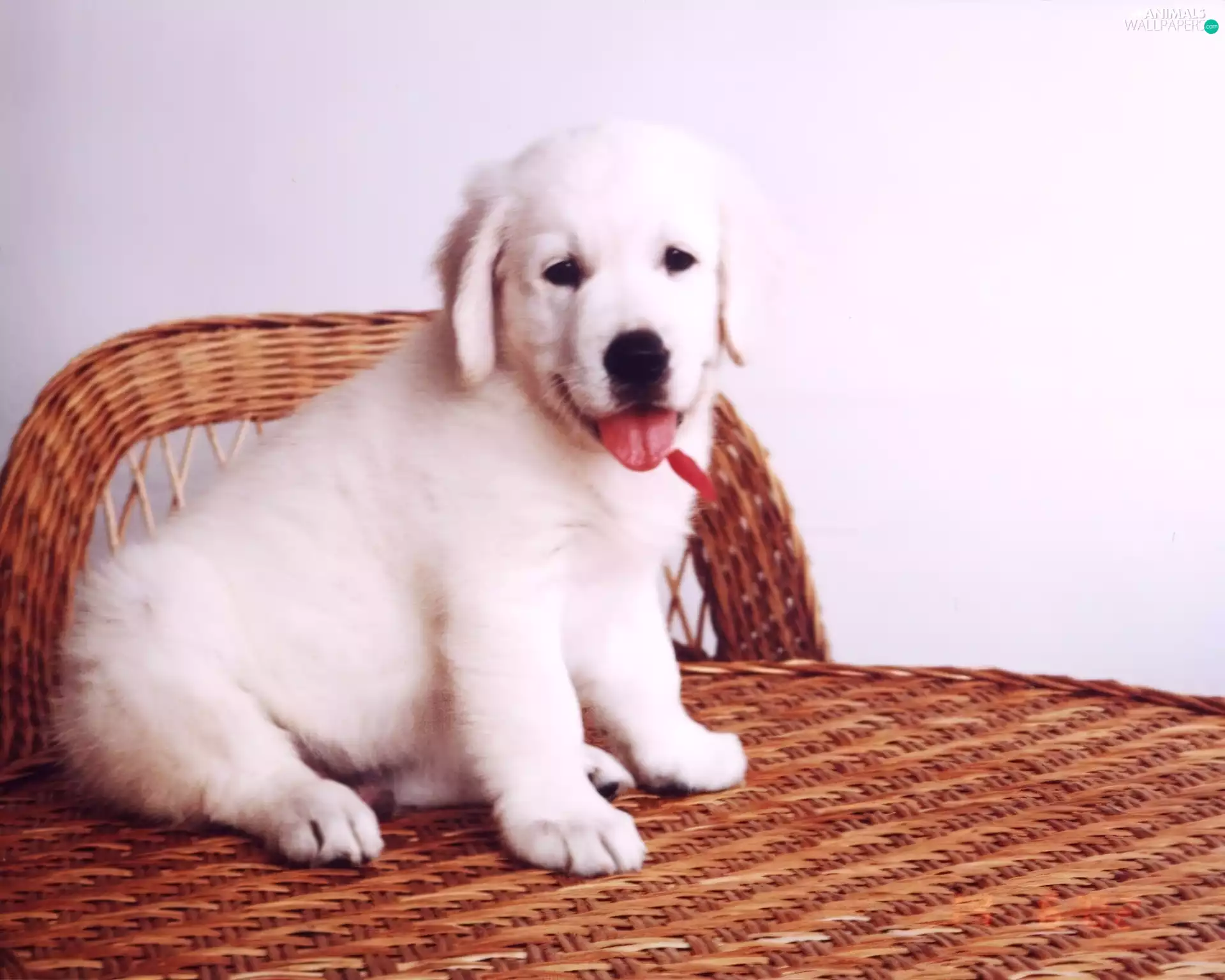 dog, golden, retriever, Puppy