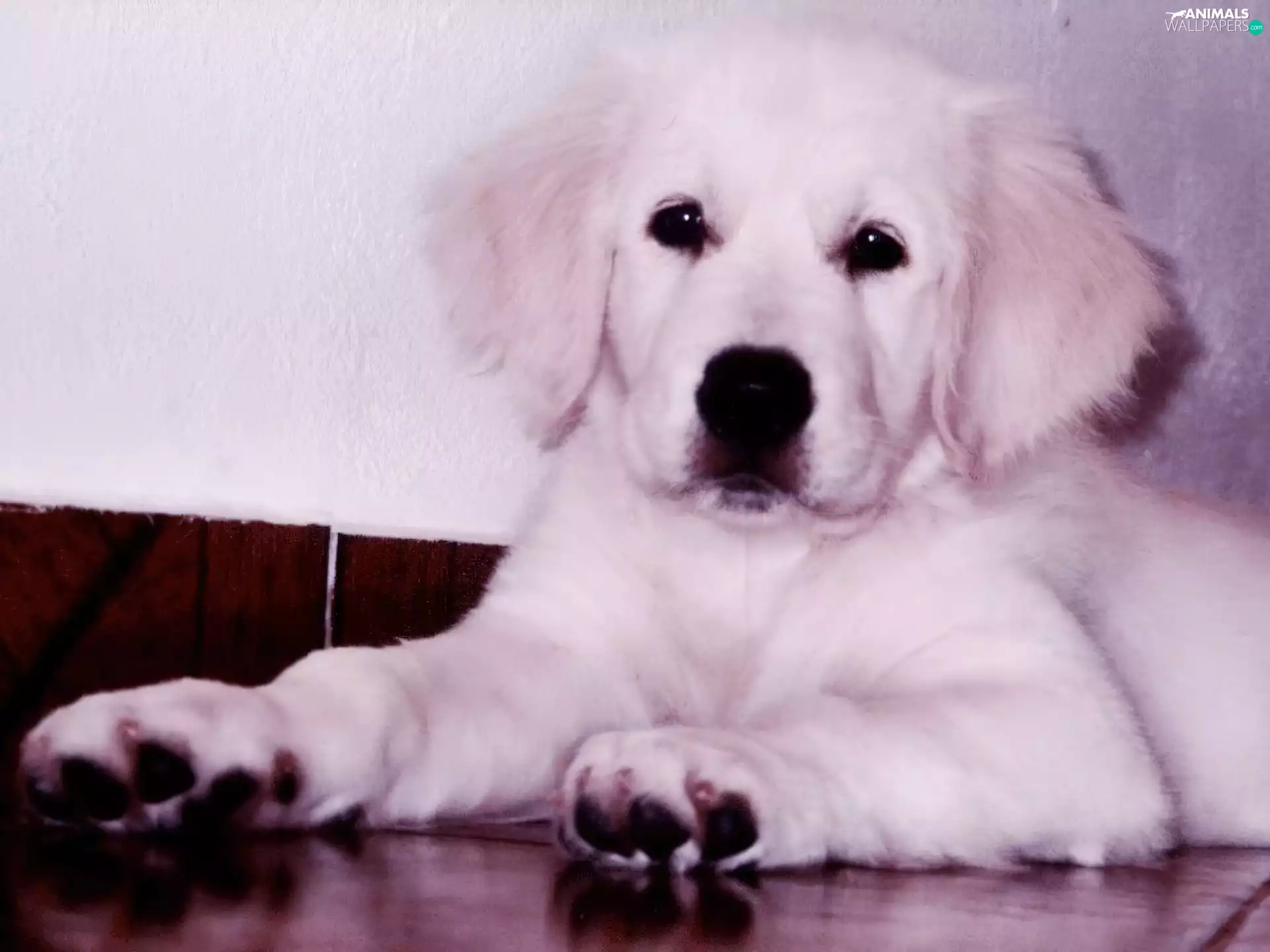 dog, golden, retriever, Puppy