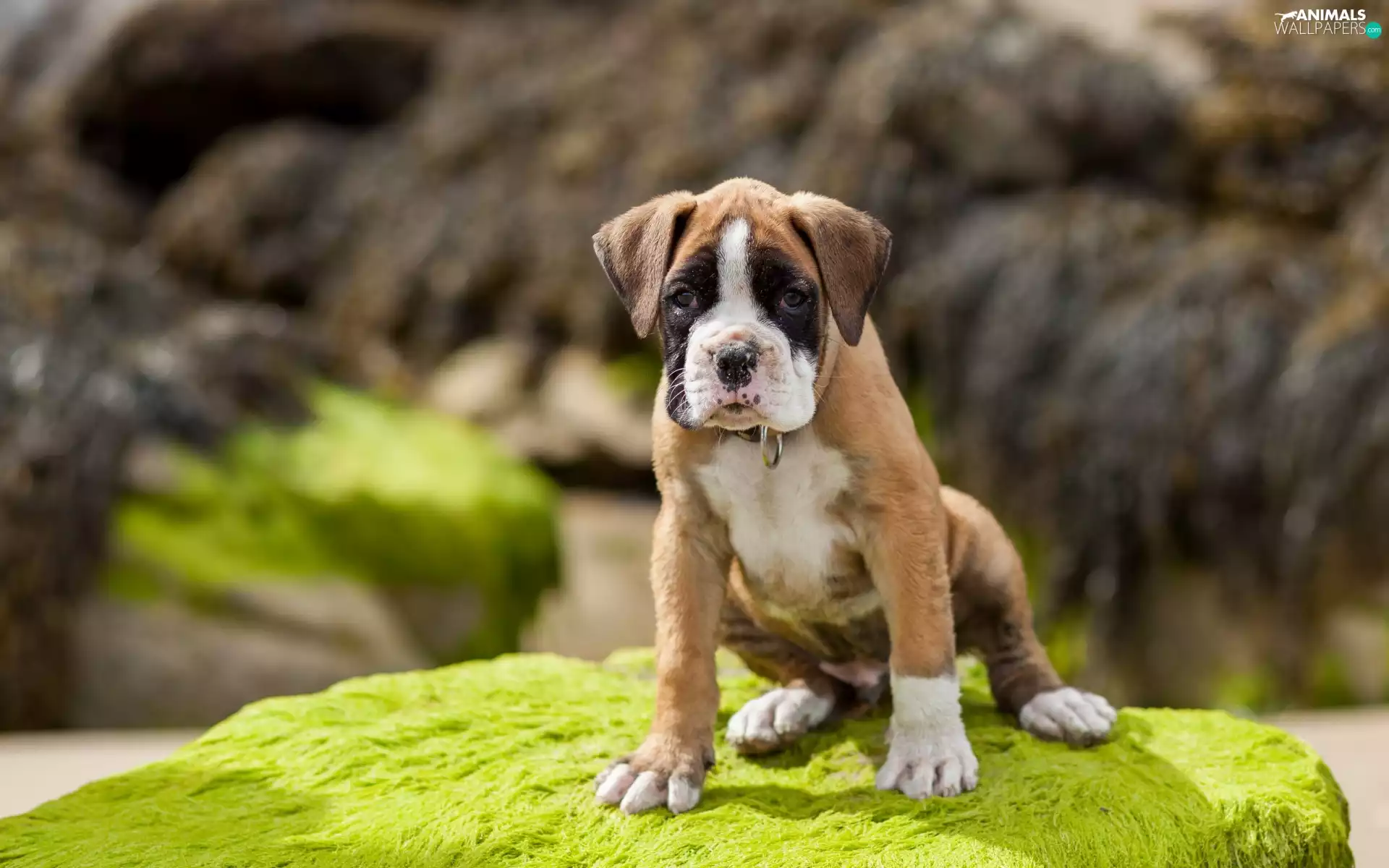 dog, boxer, sweet, Puppy