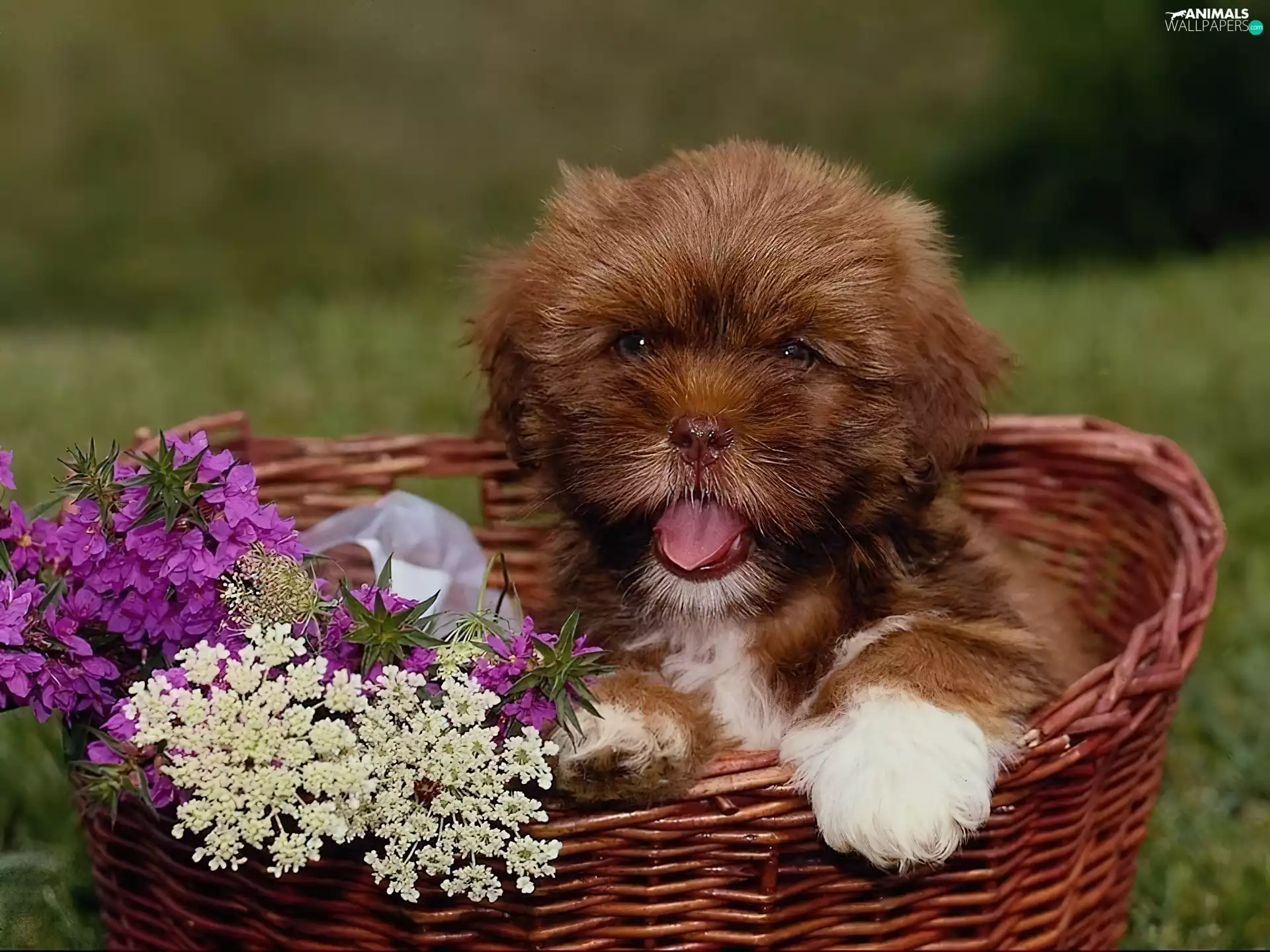 Puppy, basket, doggy