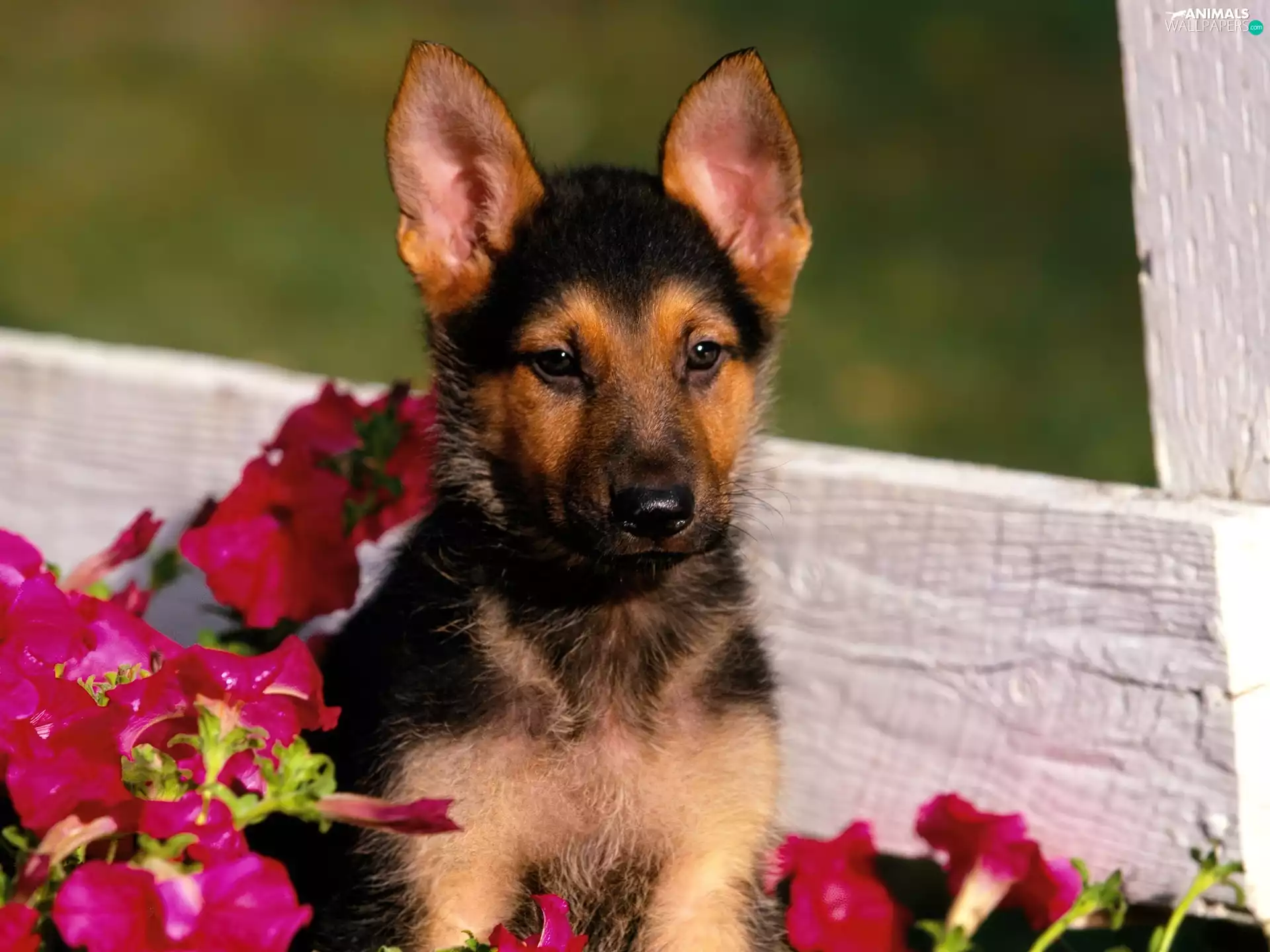 Puppy, Flowers, doggy