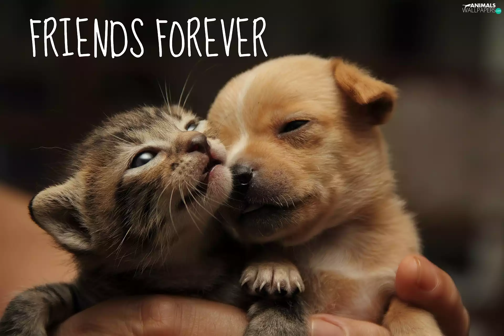 doggy, kitten, Friends, Puppy