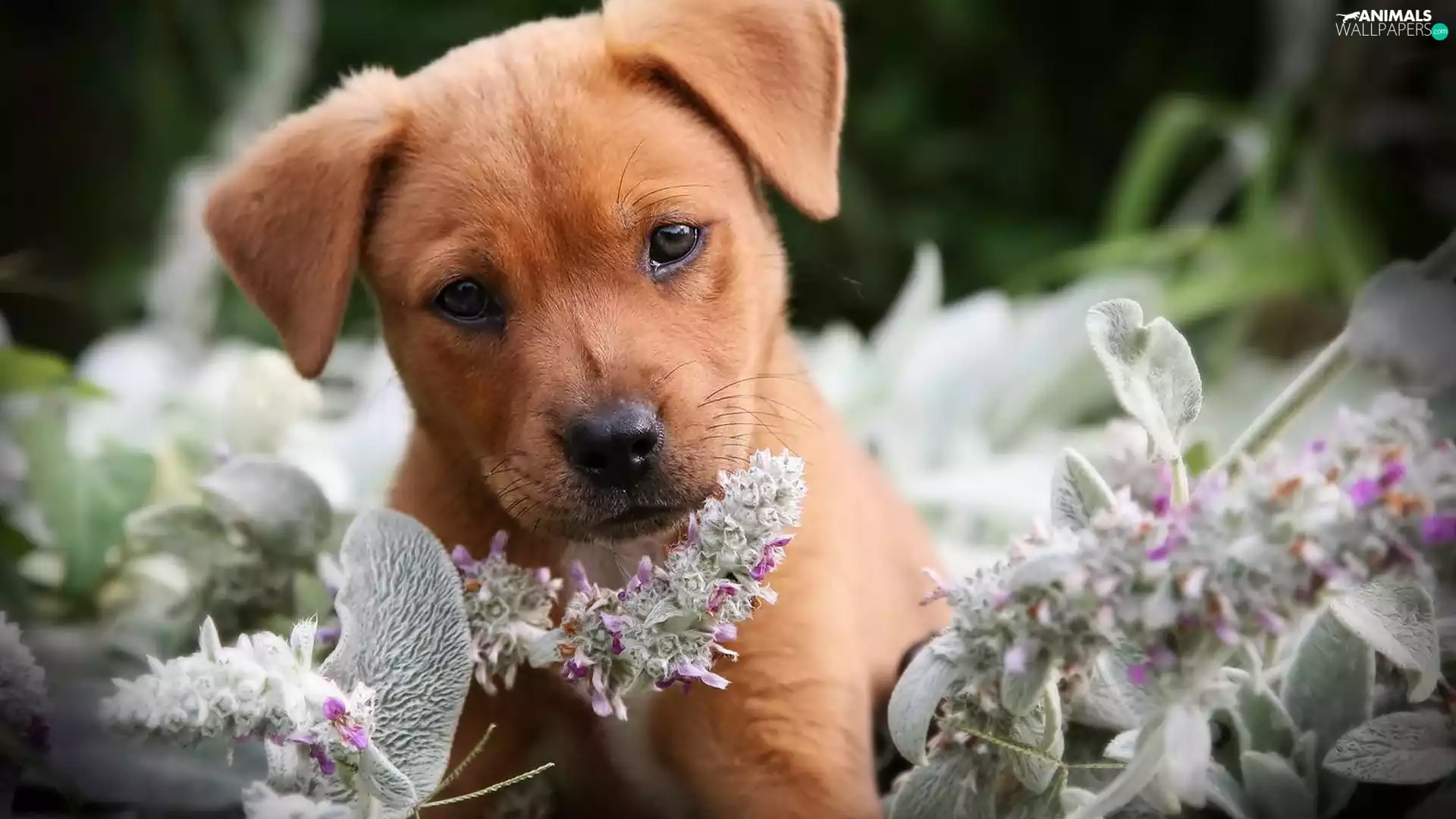 Puppy, ginger, doggy