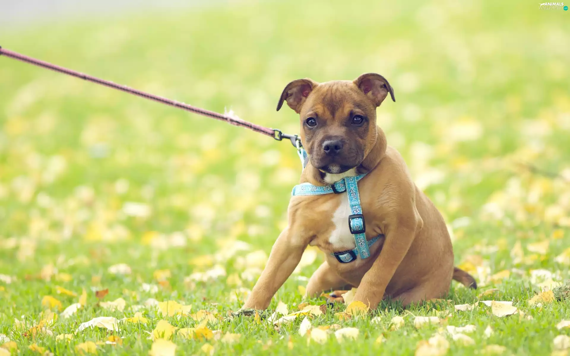 doggy, Meadow, Leash, Puppy