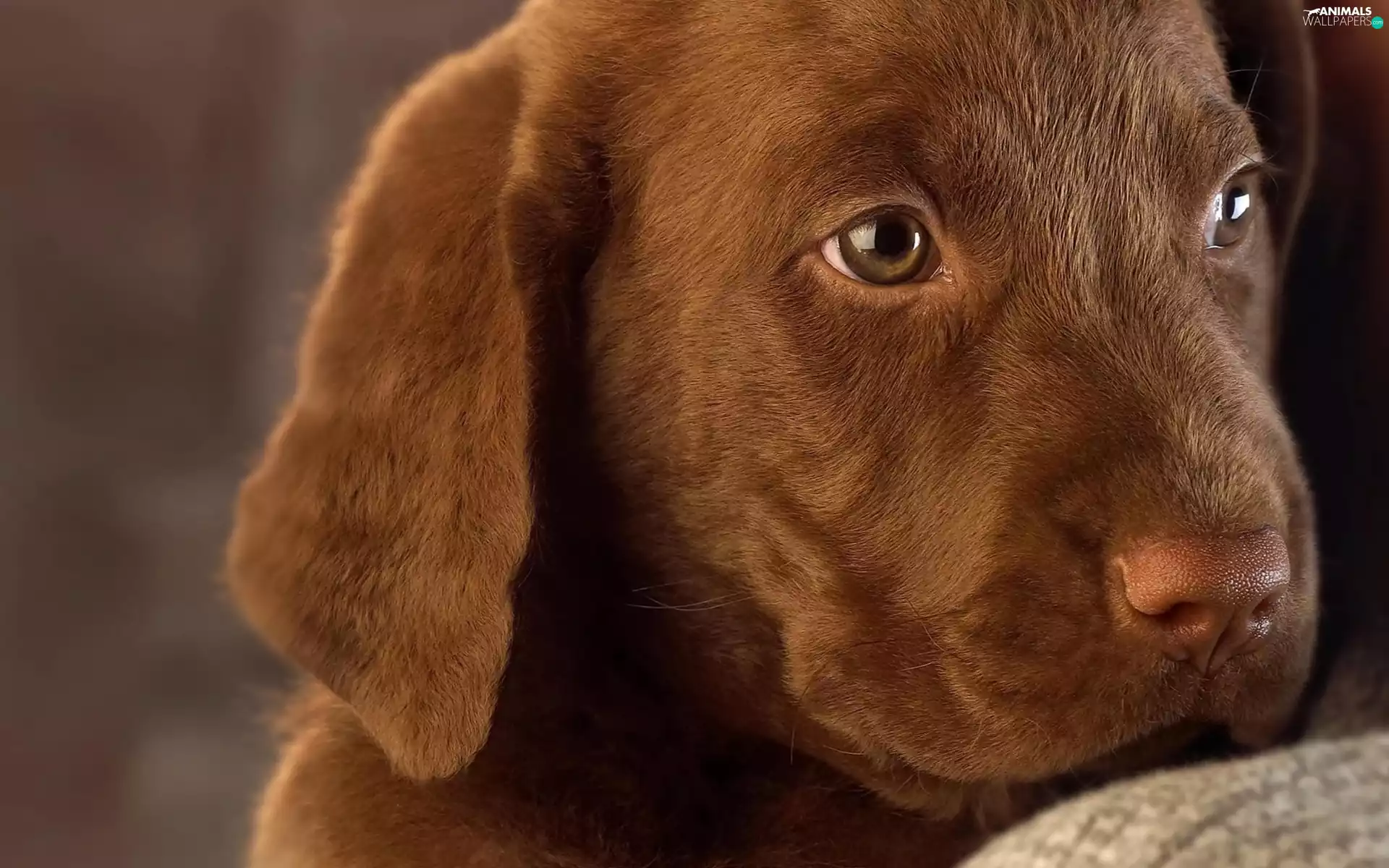 doggy, Brown, retriever, Puppy