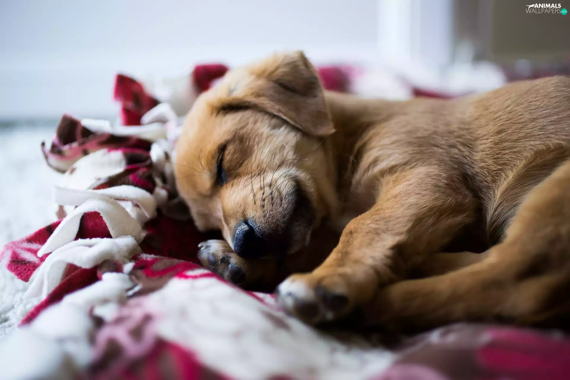 Puppy, sleepy, doggy