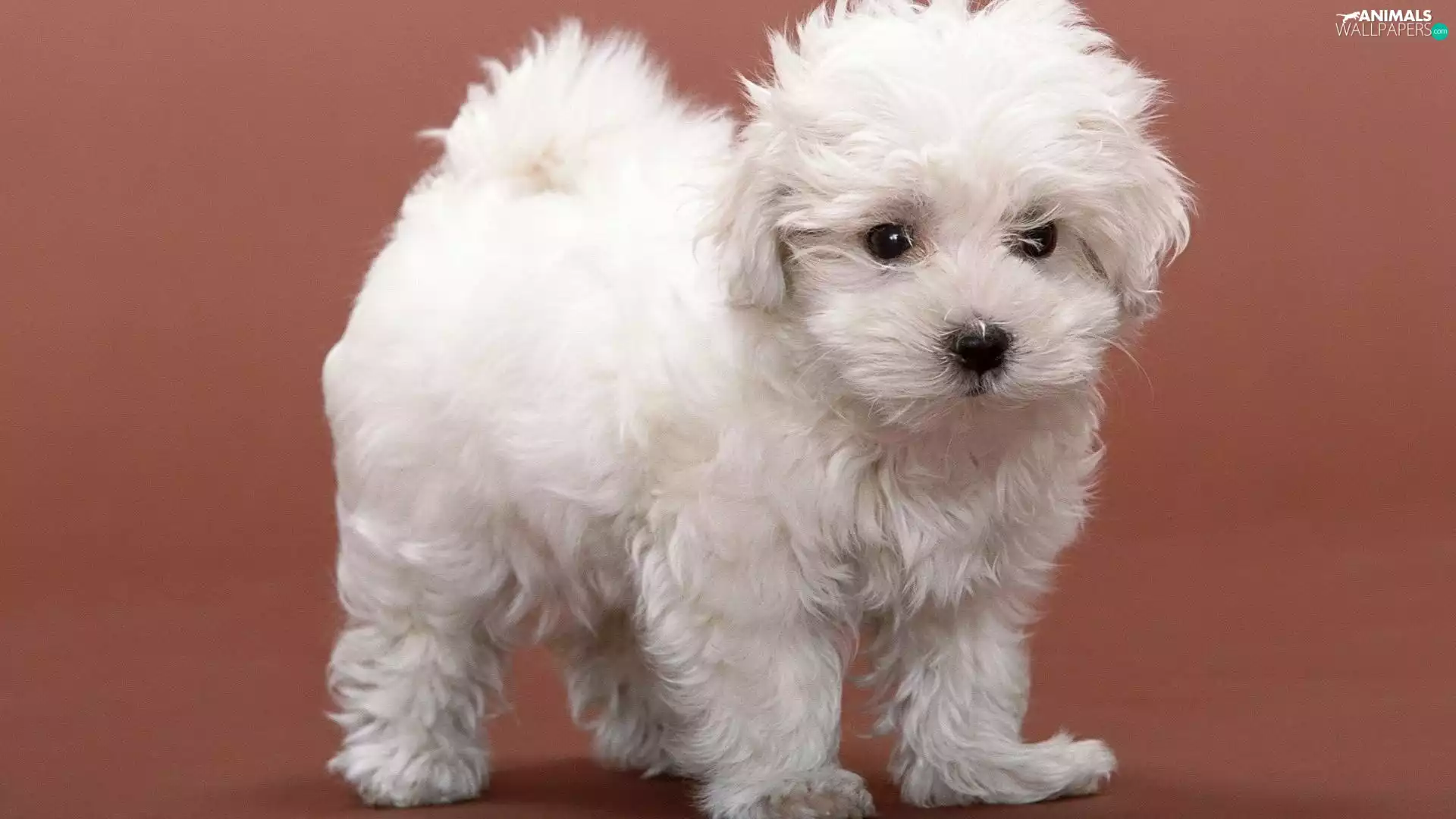 Puppy, Bichon frise