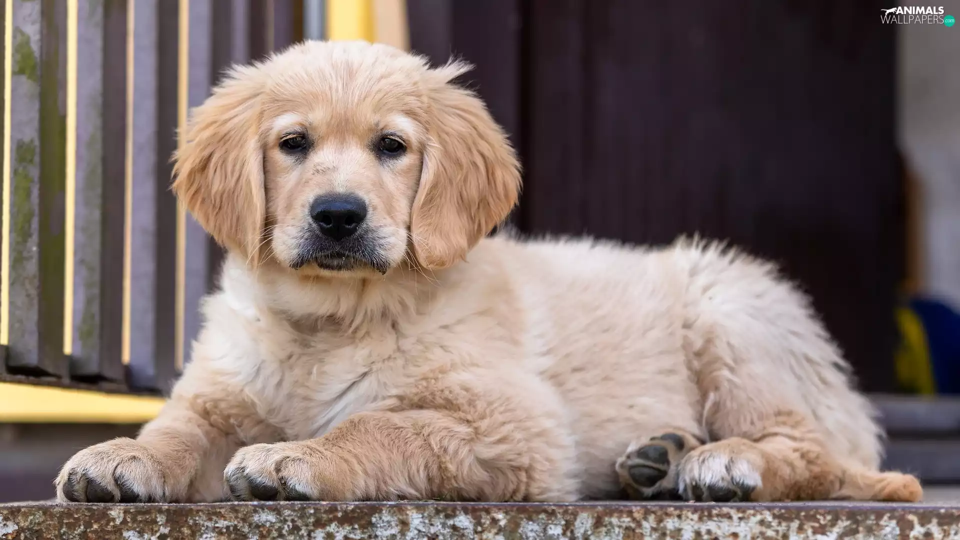 lying, Puppy, Golden Retriever, dog