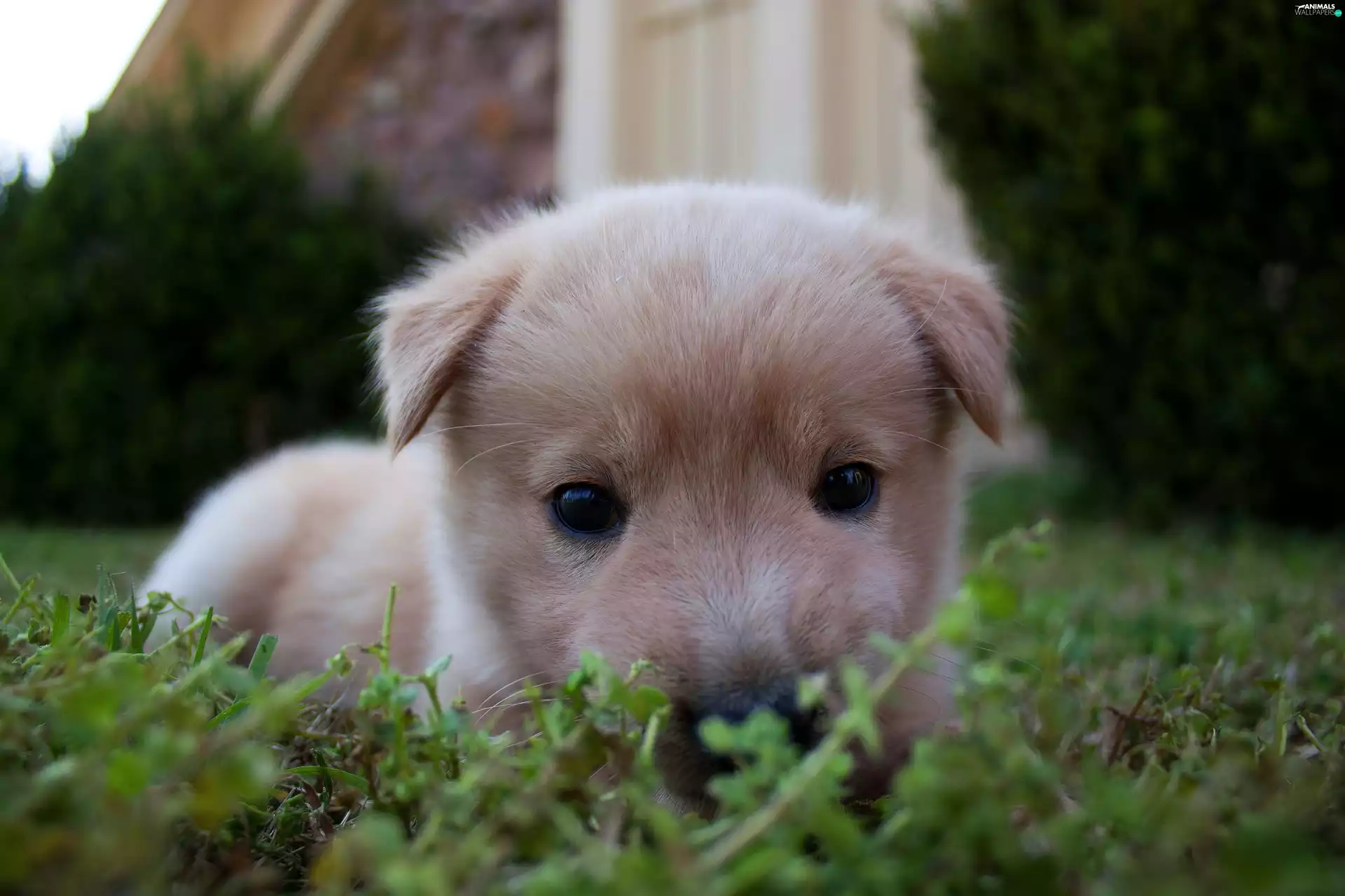 Puppy, grass