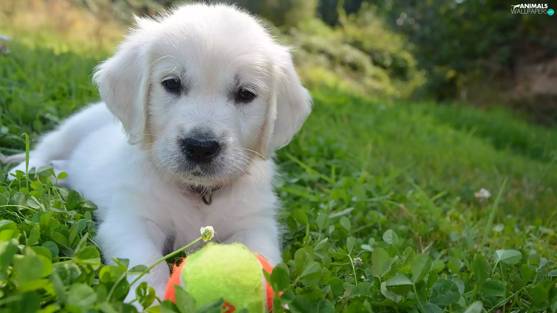 the ball, grass, Puppy, Golden Retriever, White
