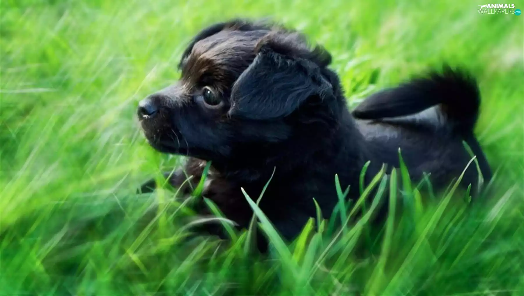 Puppy, grass