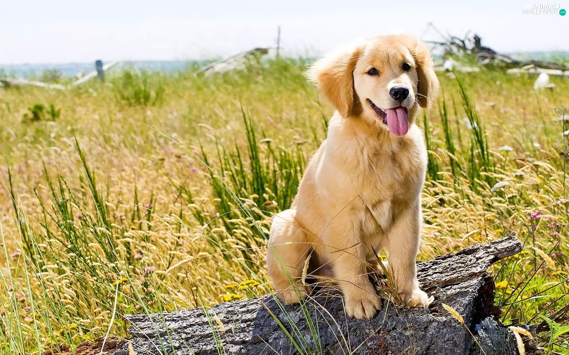 honeyed, Meadow, grass, Puppy