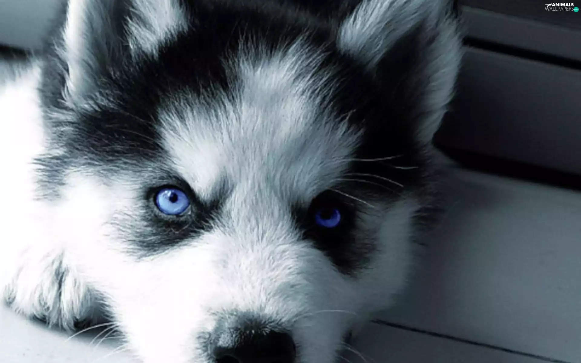 Puppy, Siberian Husky