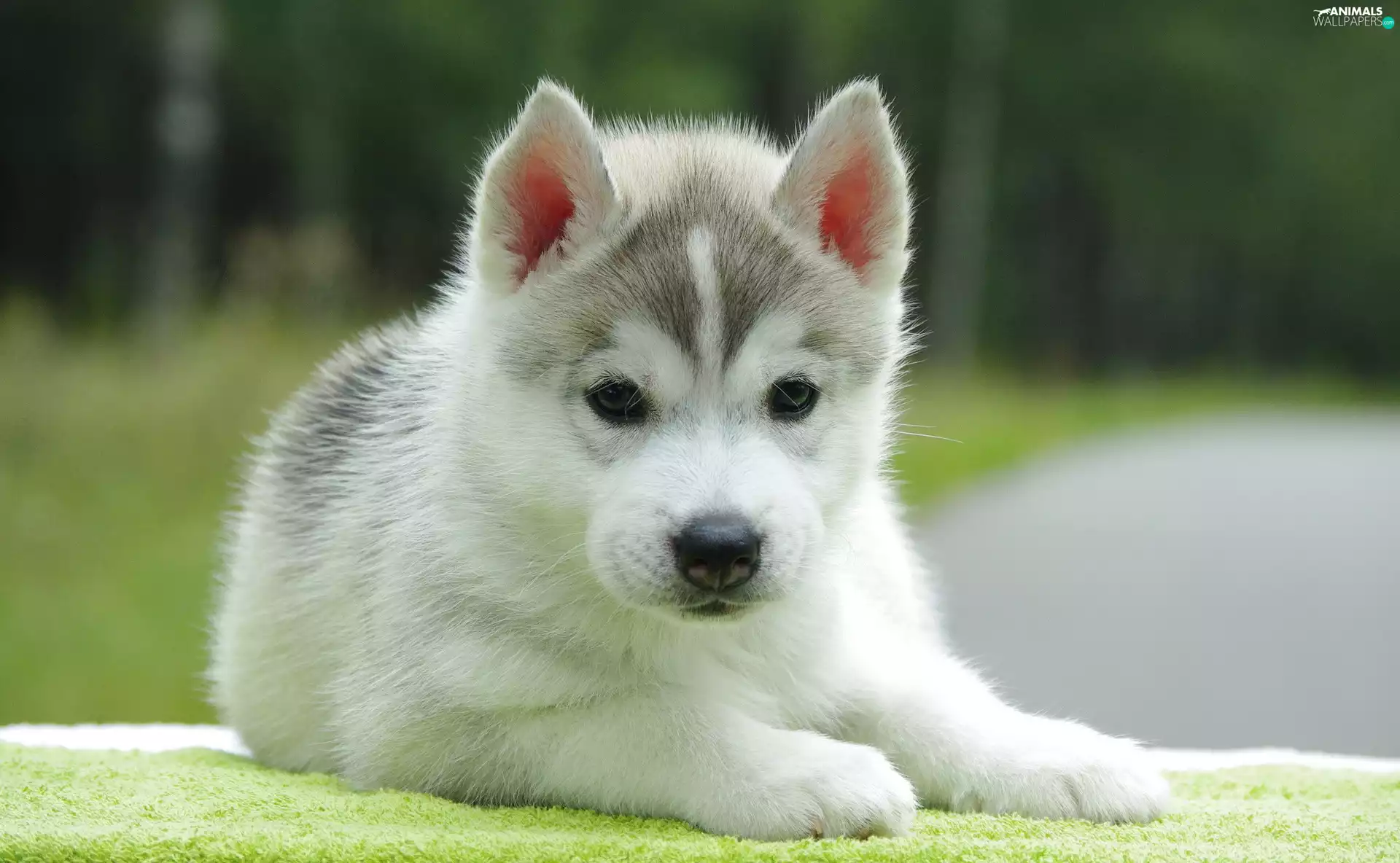 Puppy, Husky