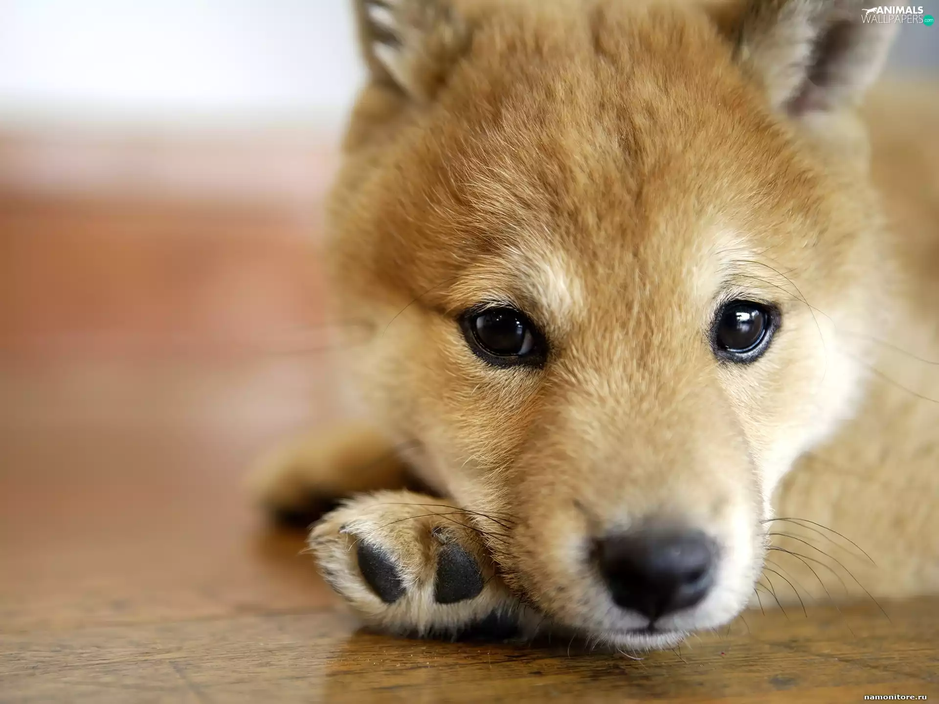 Puppy, Shiba inu
