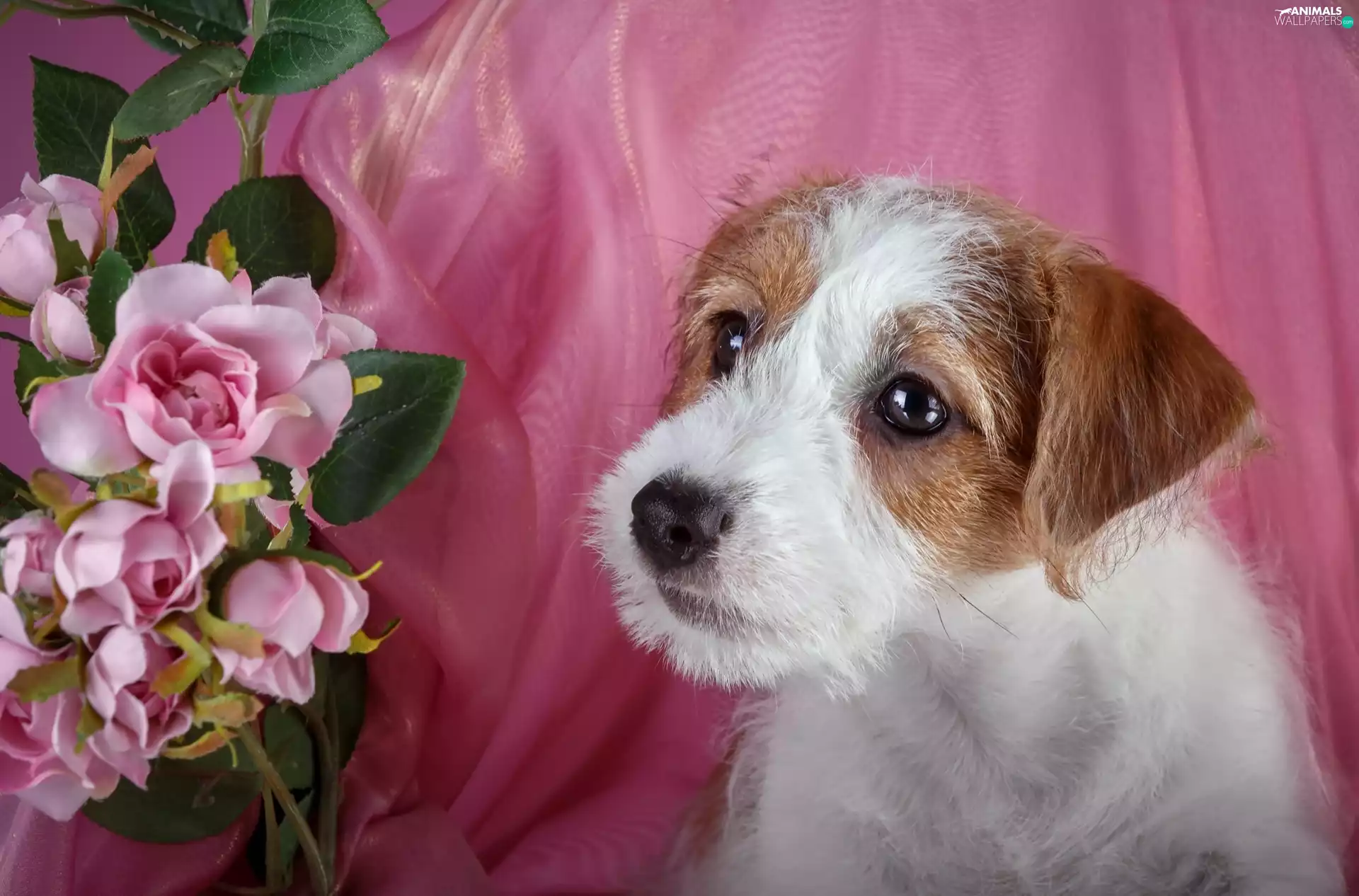 Flowers, Puppy, Jack Russell Terrier