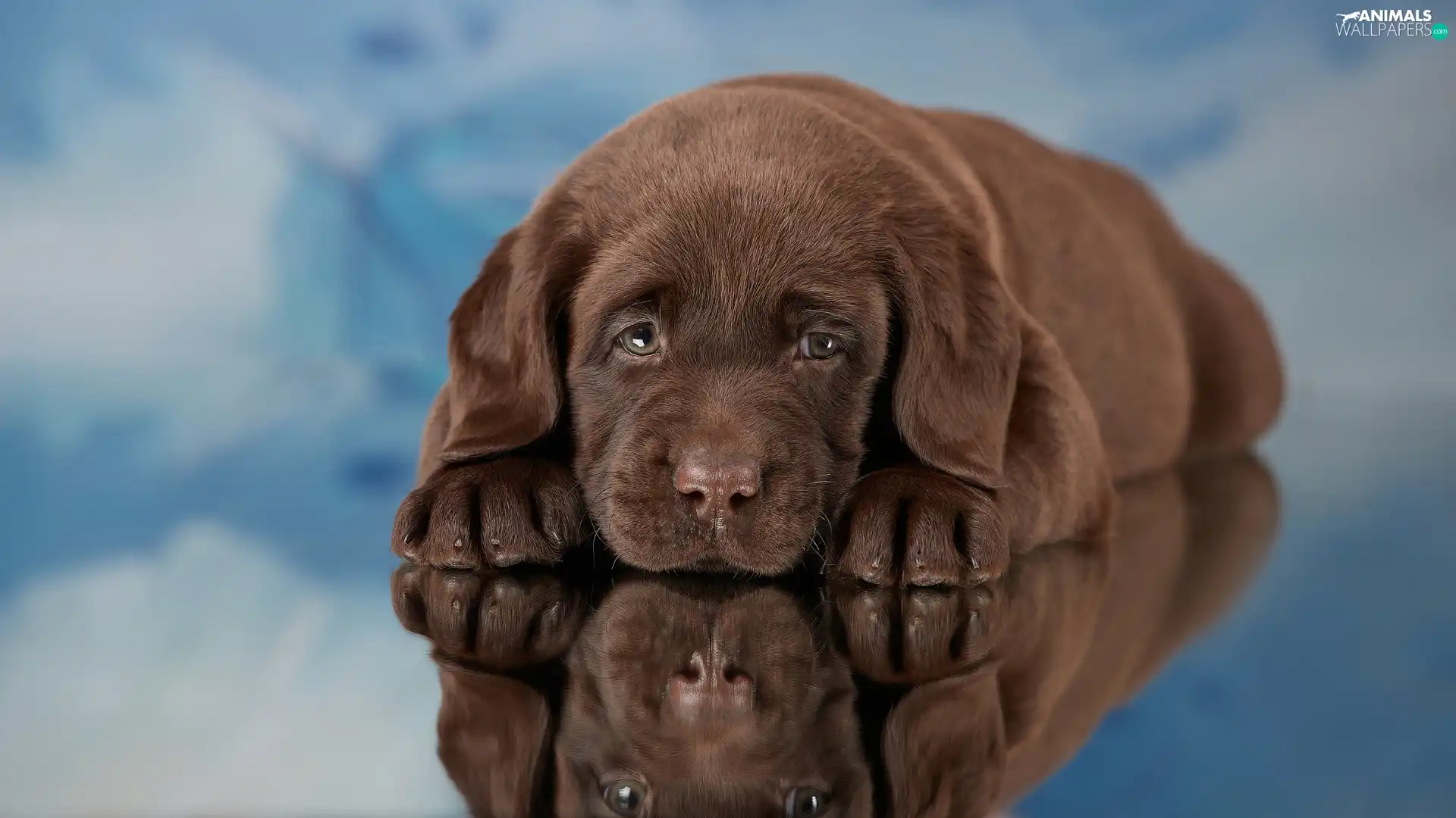 dog, Puppy, Labrador Retriever, Brown