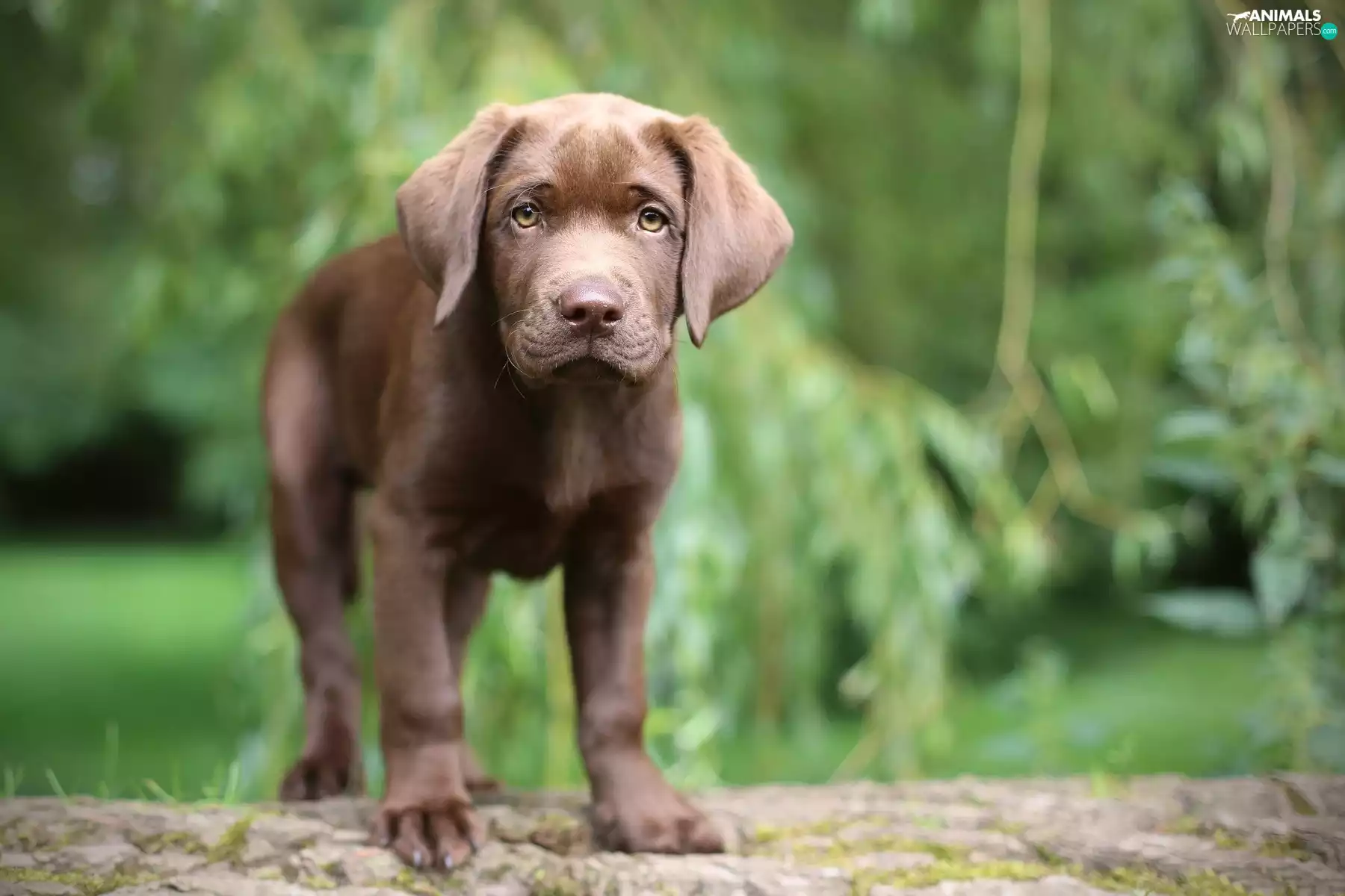 Puppy, Brown, Labrador