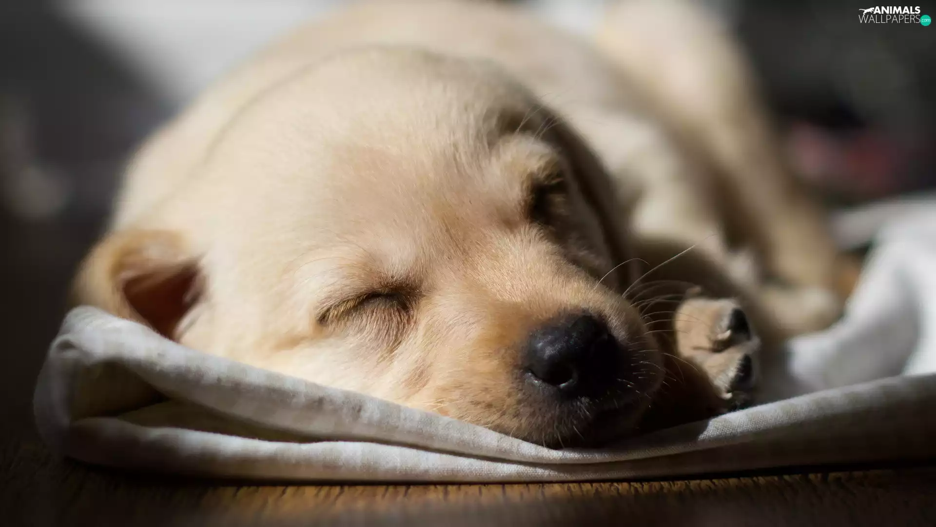 Labrador Retriever, sleepy, Puppy