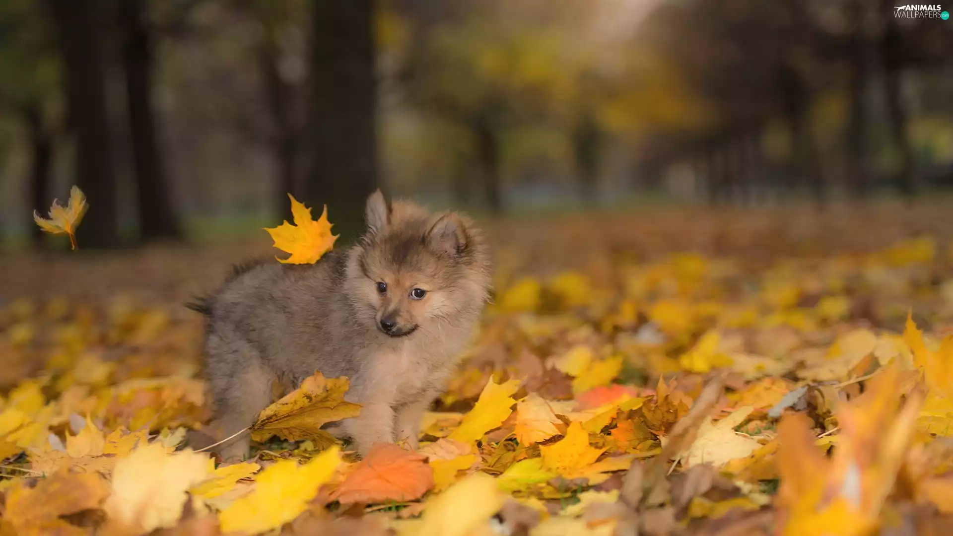 dog, Puppy, Leaf, Toy Spitz