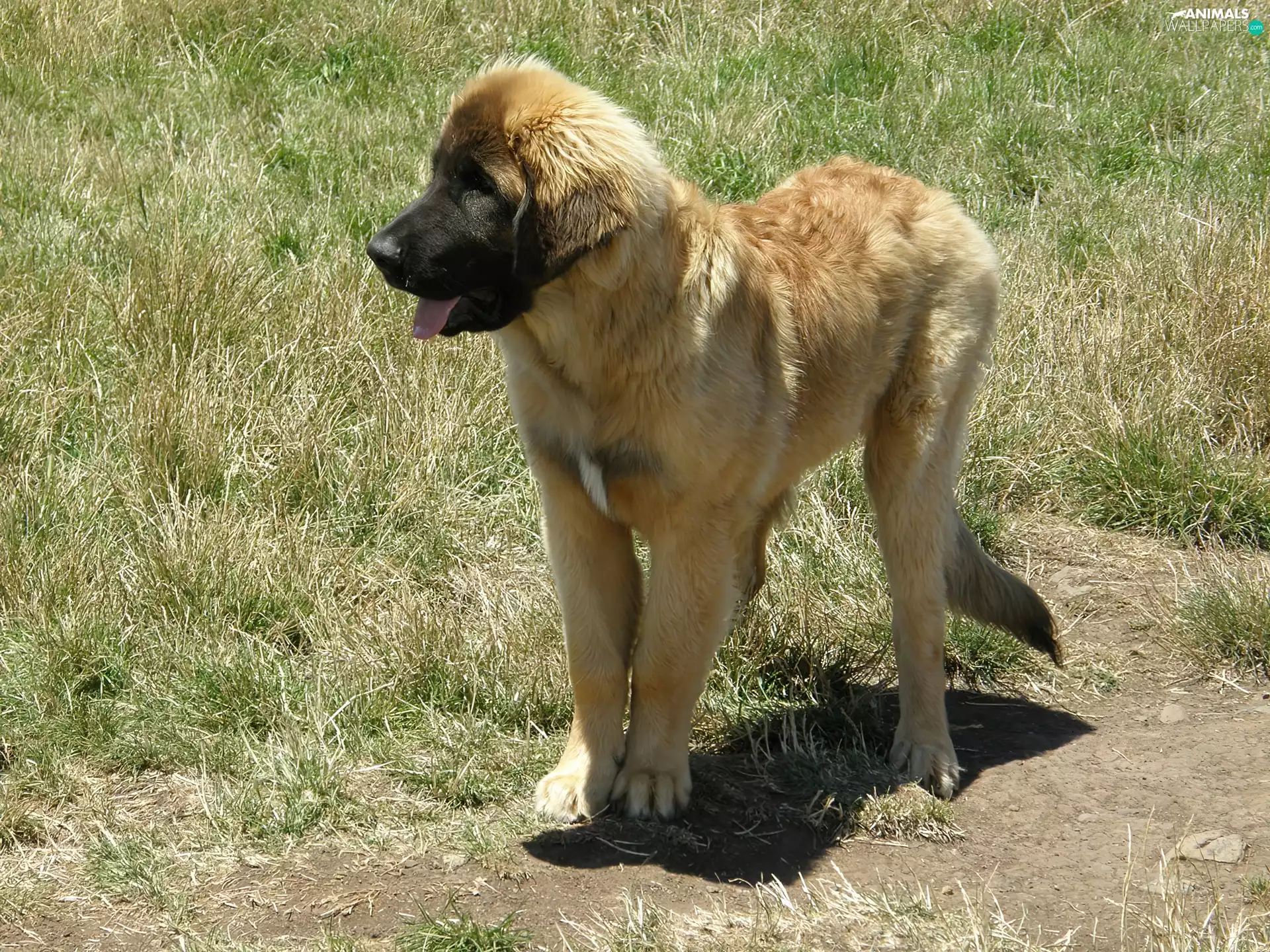 Puppy, Leonberger