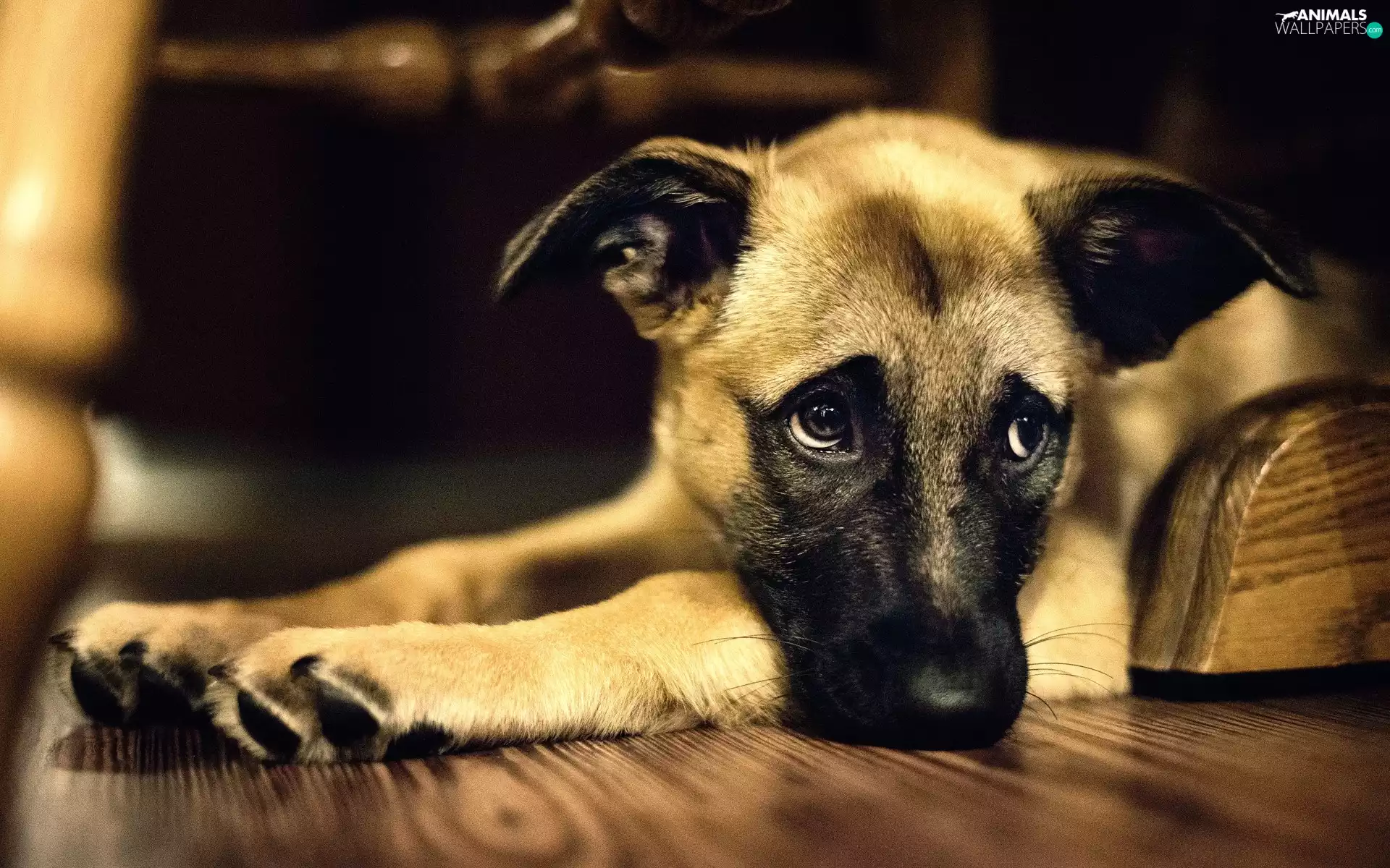 Puppy, doggy, mongrel