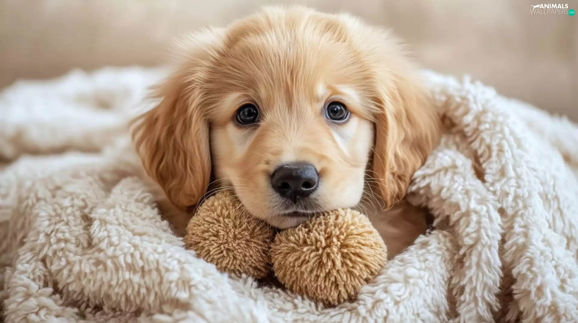 The look, rug, Puppy, Golden Retriever, dog