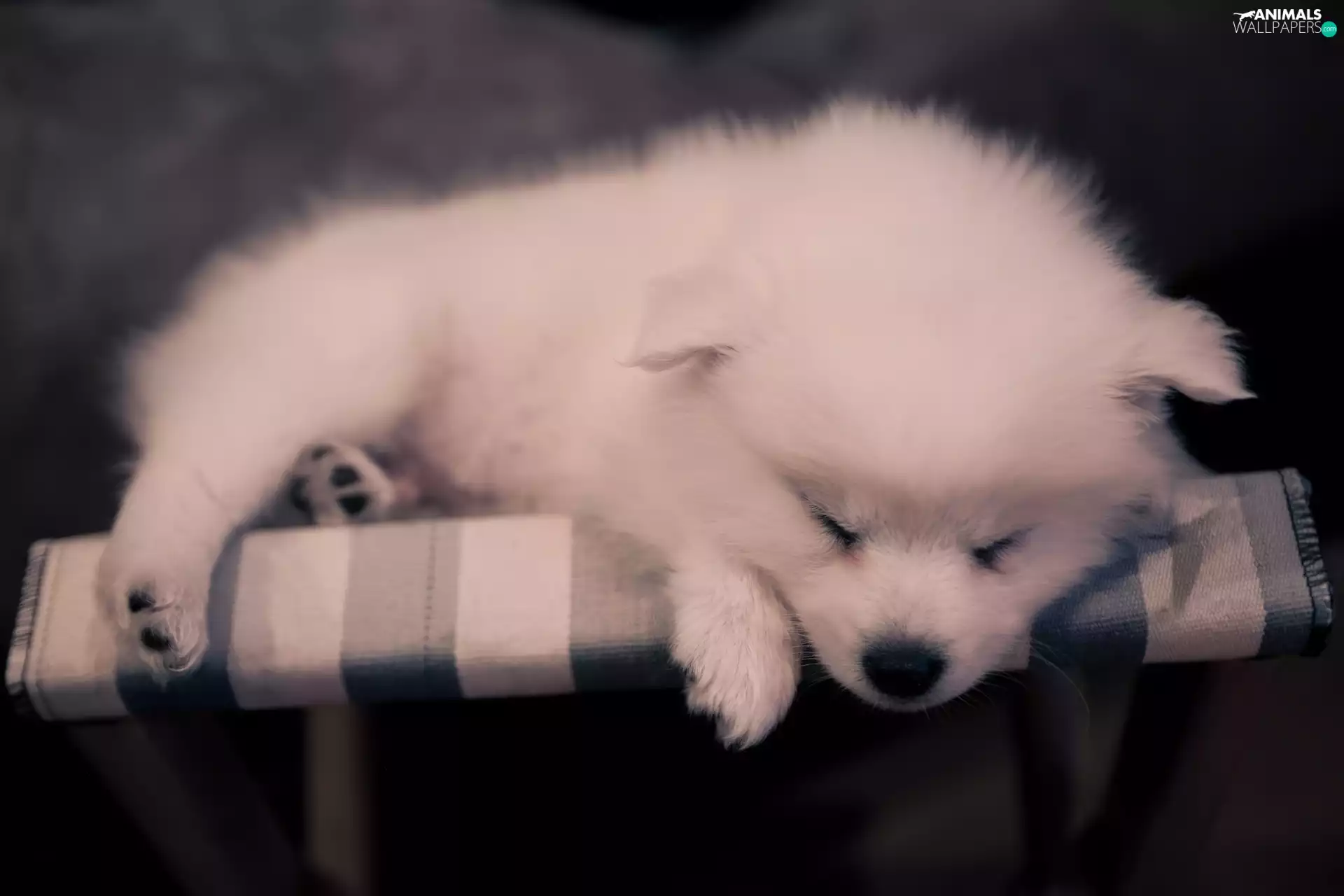 Puppy, sleepy, Samojed