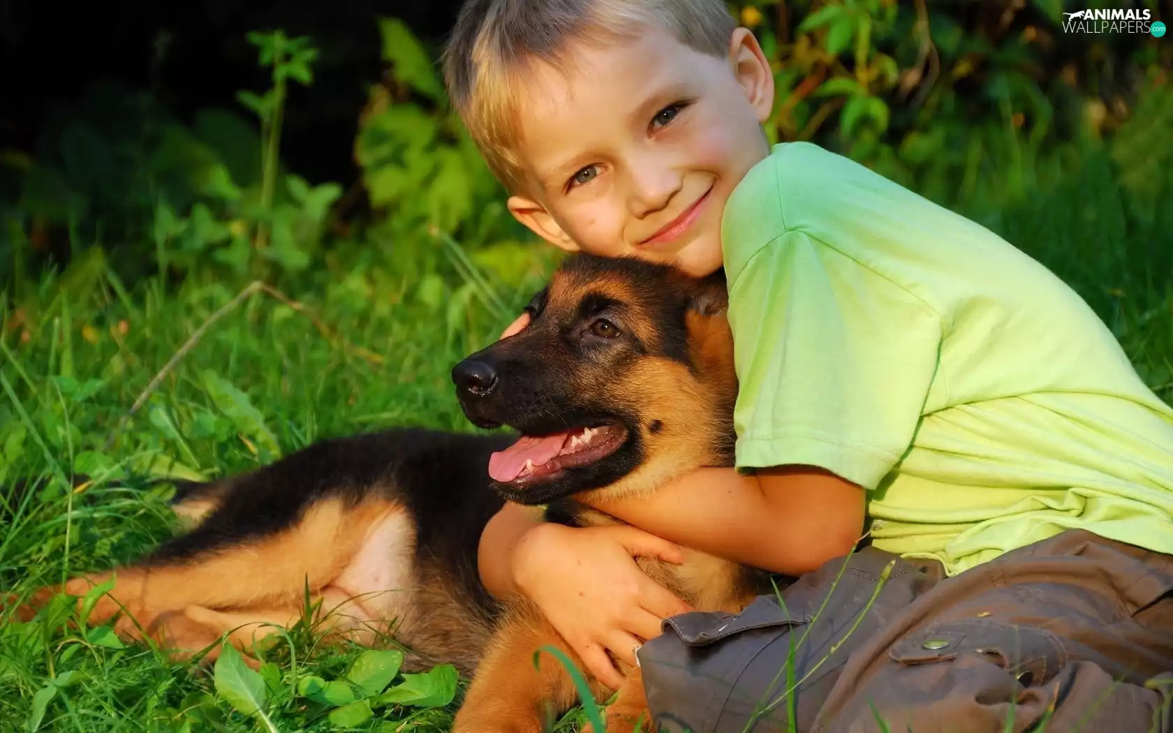 sheep-dog, Kid, Puppy