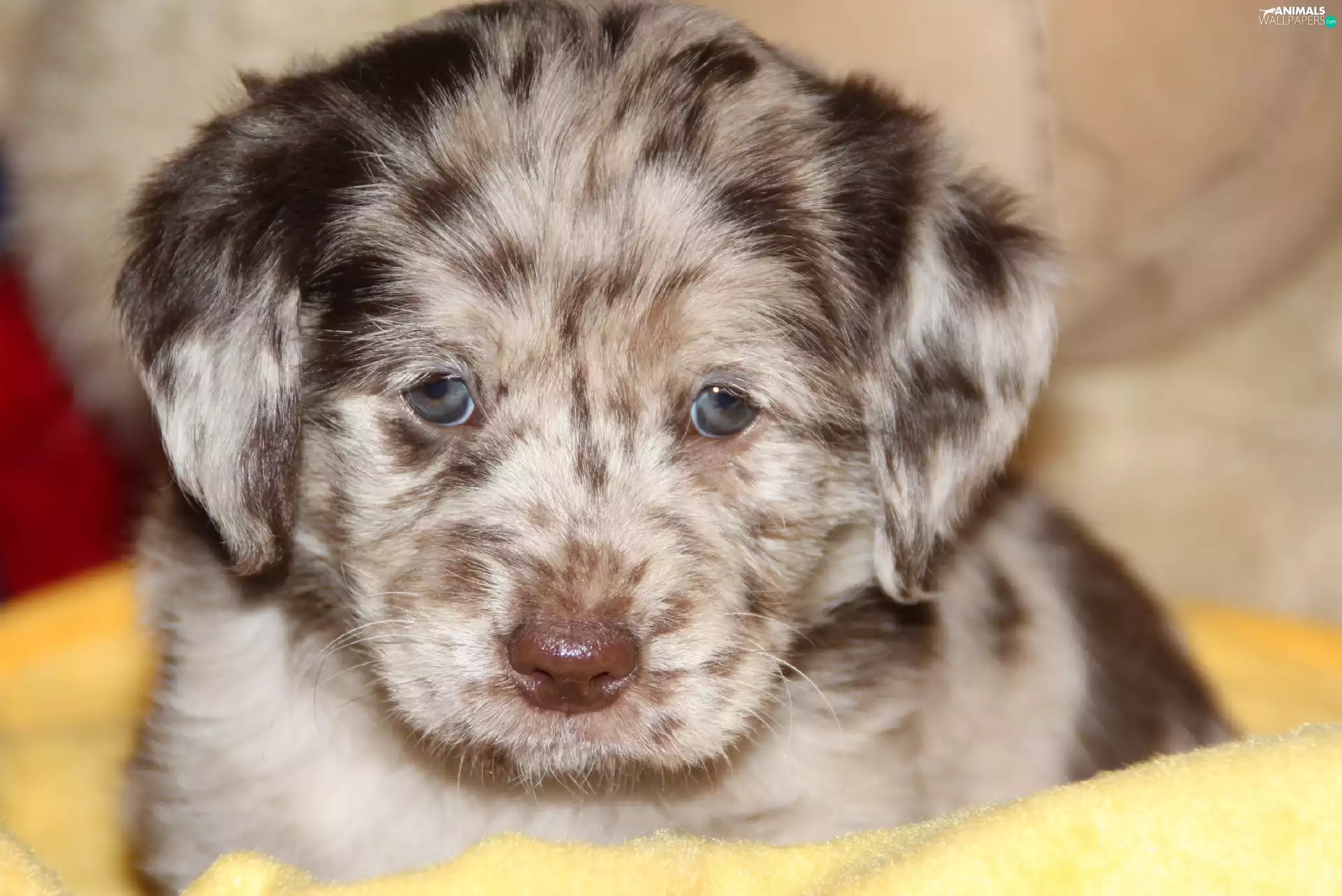 Puppy, Australian Shepherd