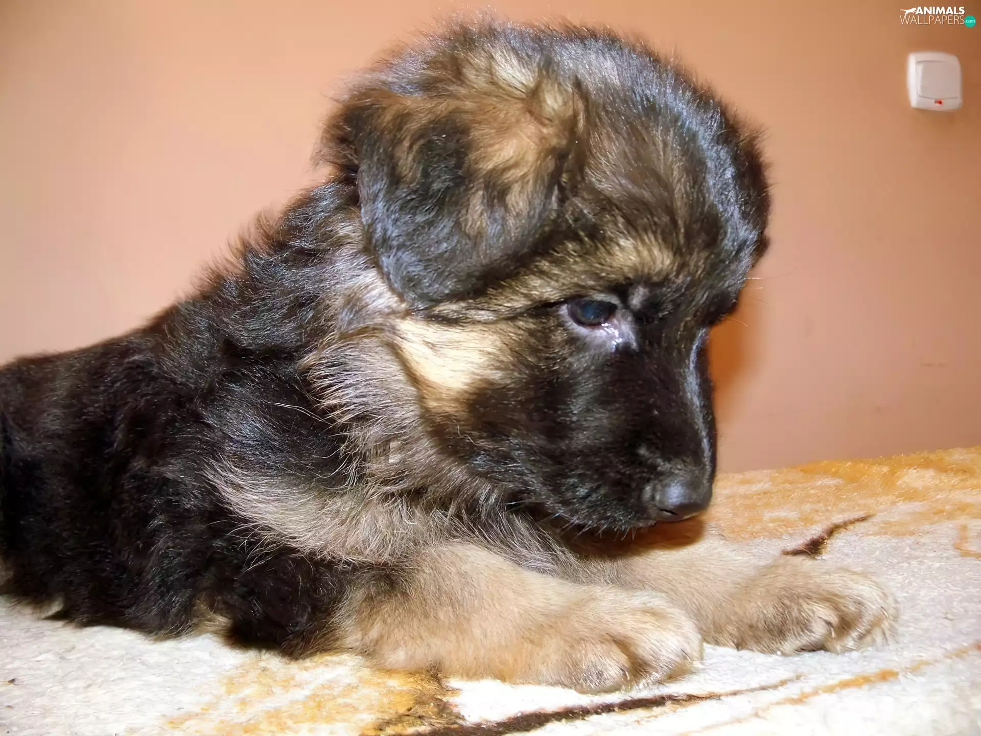 Puppy, German Shepherd