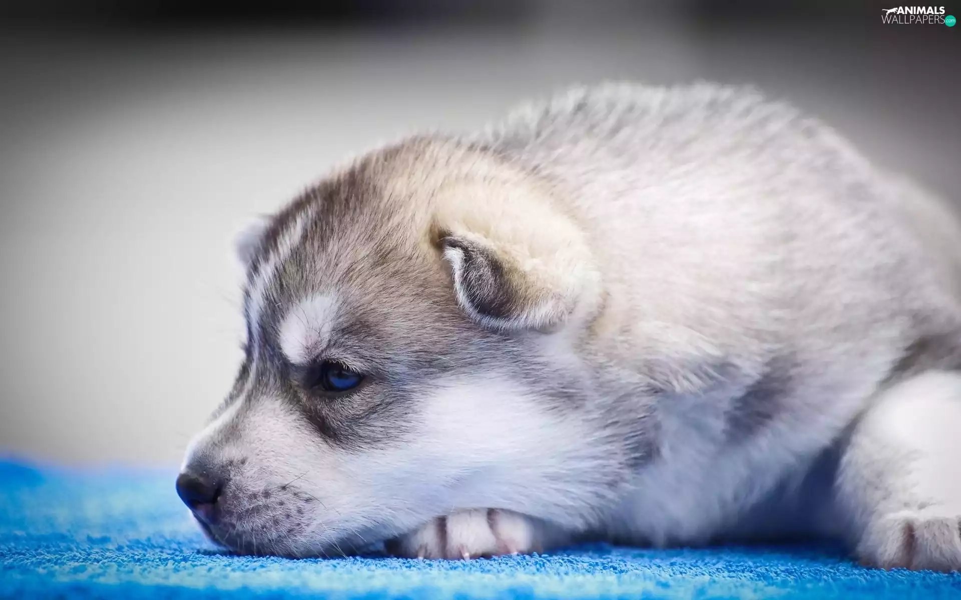 Siberian Husky, doggy, Puppy