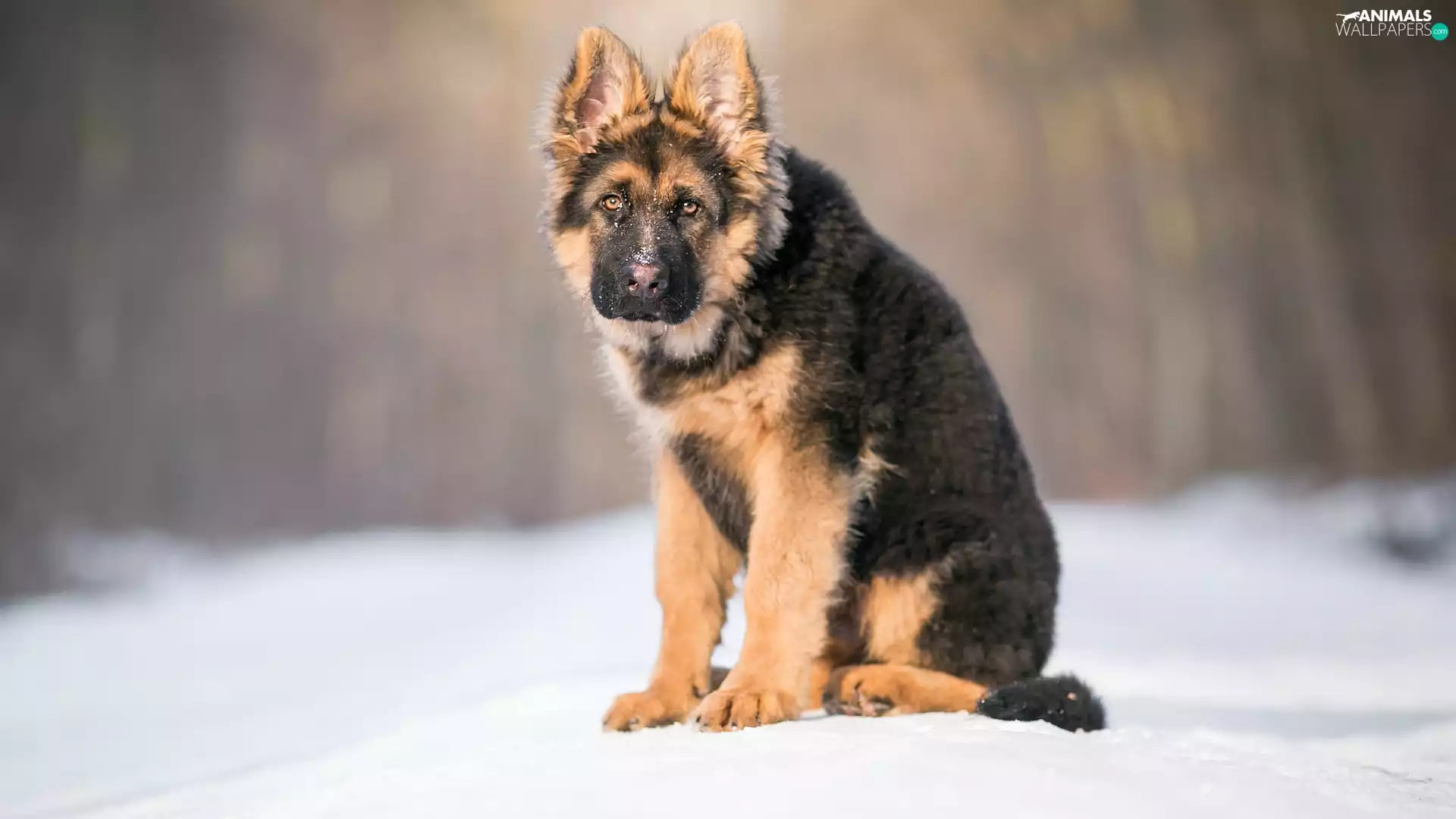 snow, German Shepherd, Puppy
