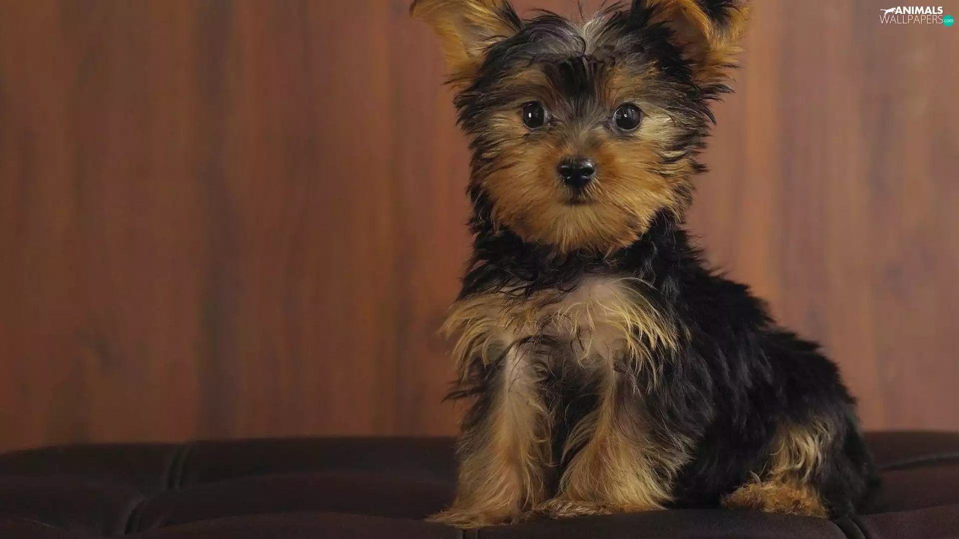 Puppy, Yorkshire Terrier