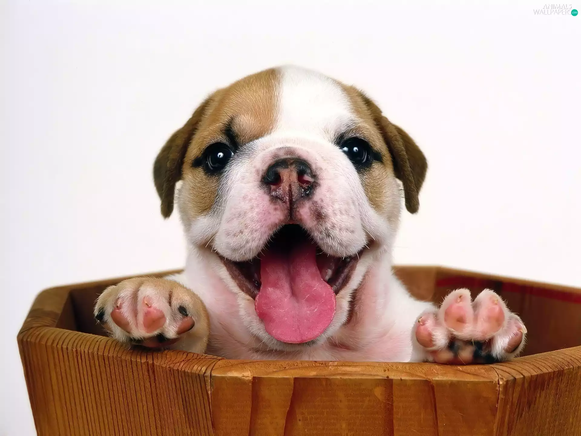 Puppy, Tounge
