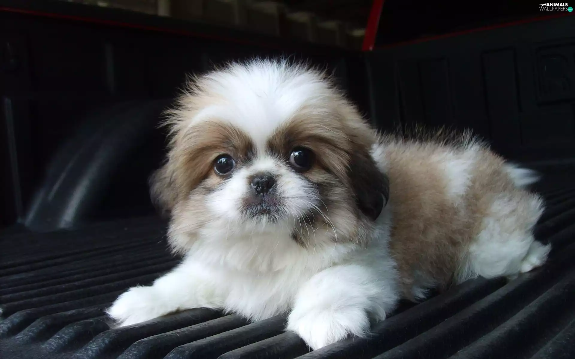 Puppy, Shih Tzu