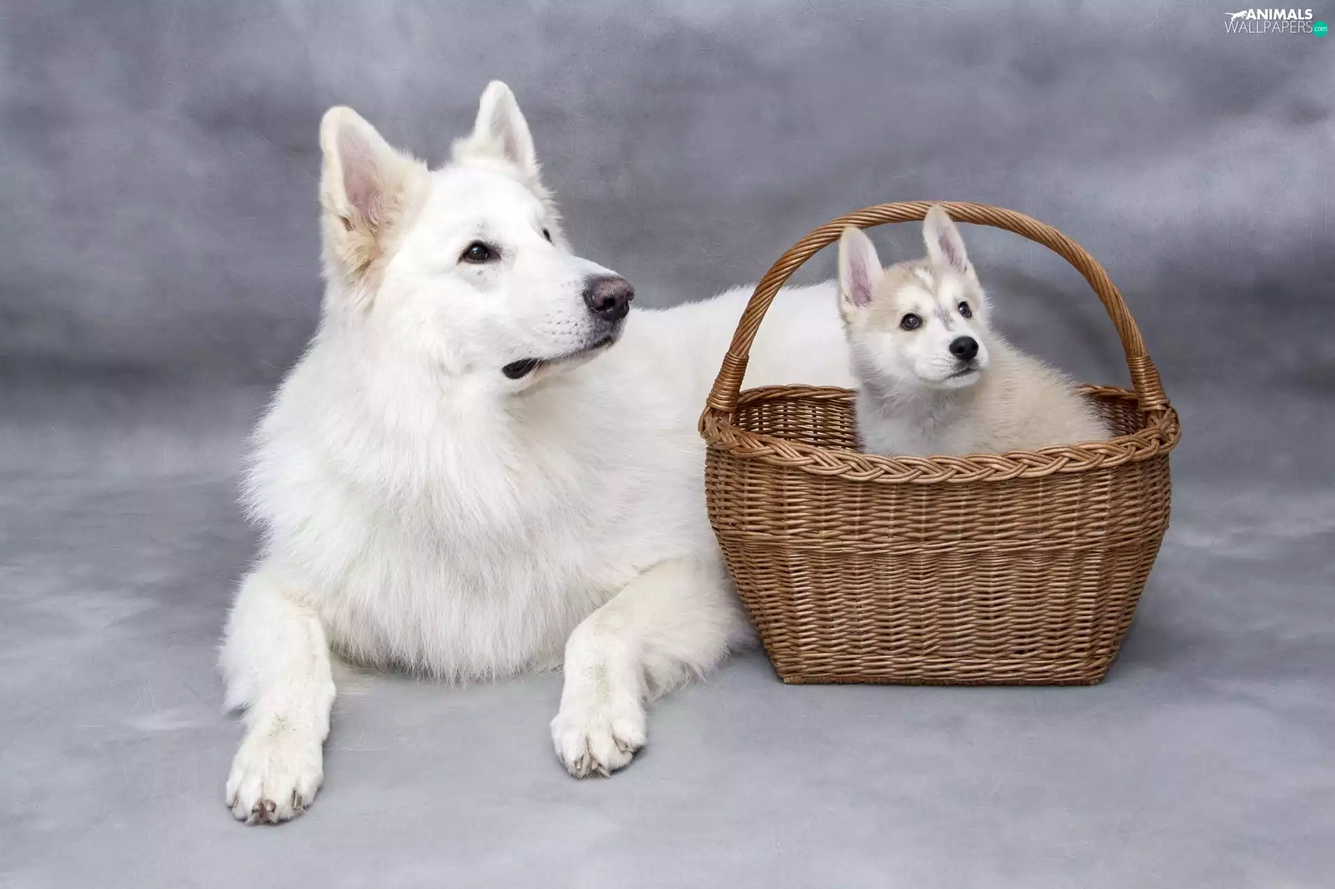 Puppy, dog, wicker, basket, Siberian Husky, White Swiss Shepherd