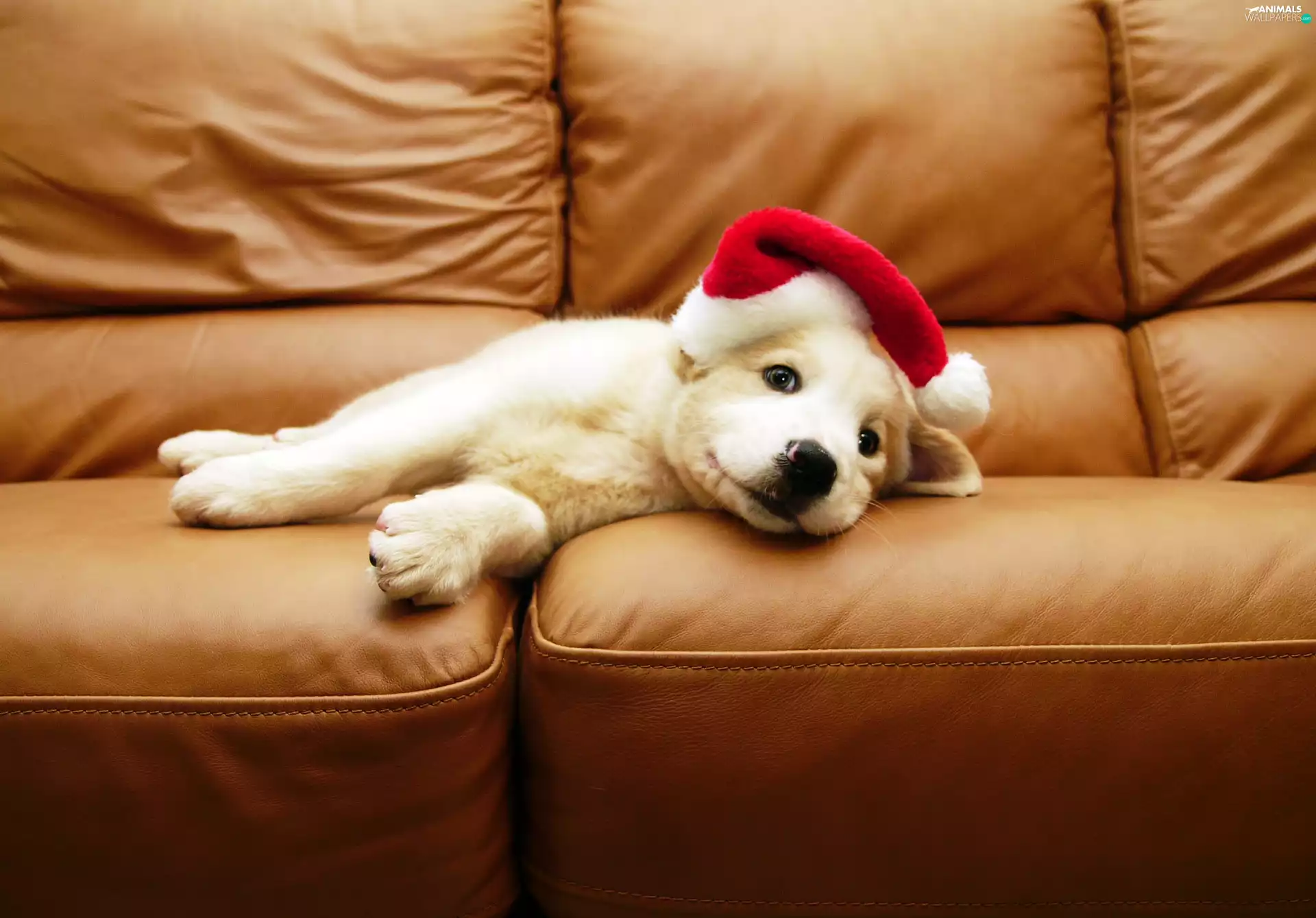 White, Hat, Sofa, Puppy
