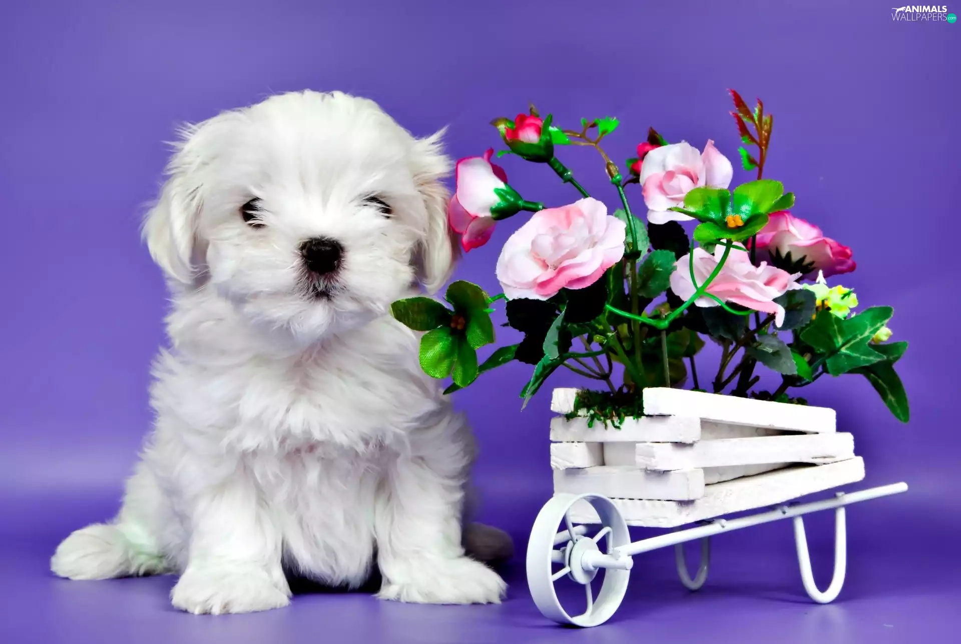 White, roses, trolley, Puppy