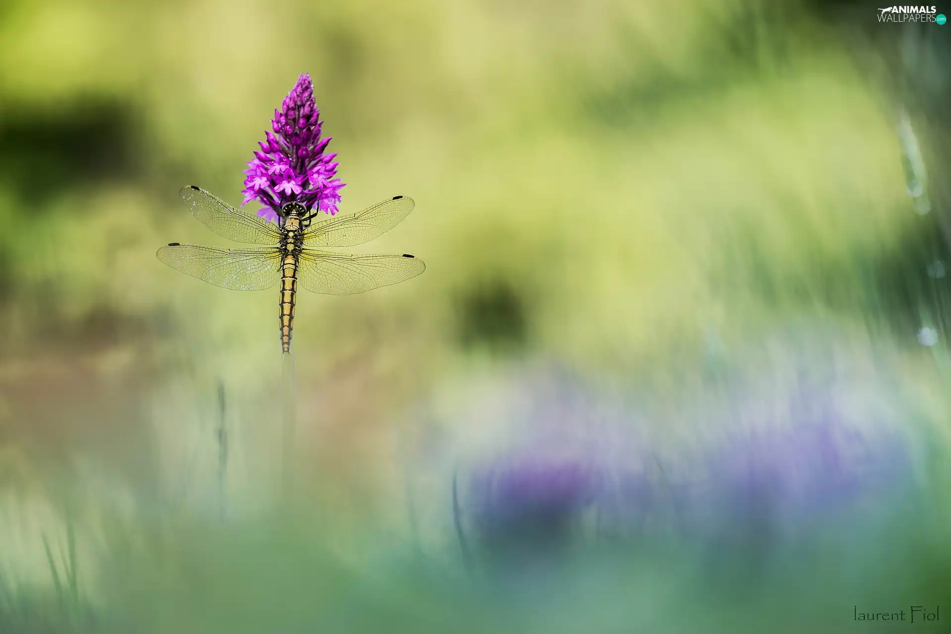 Flower, dragon-fly, purple