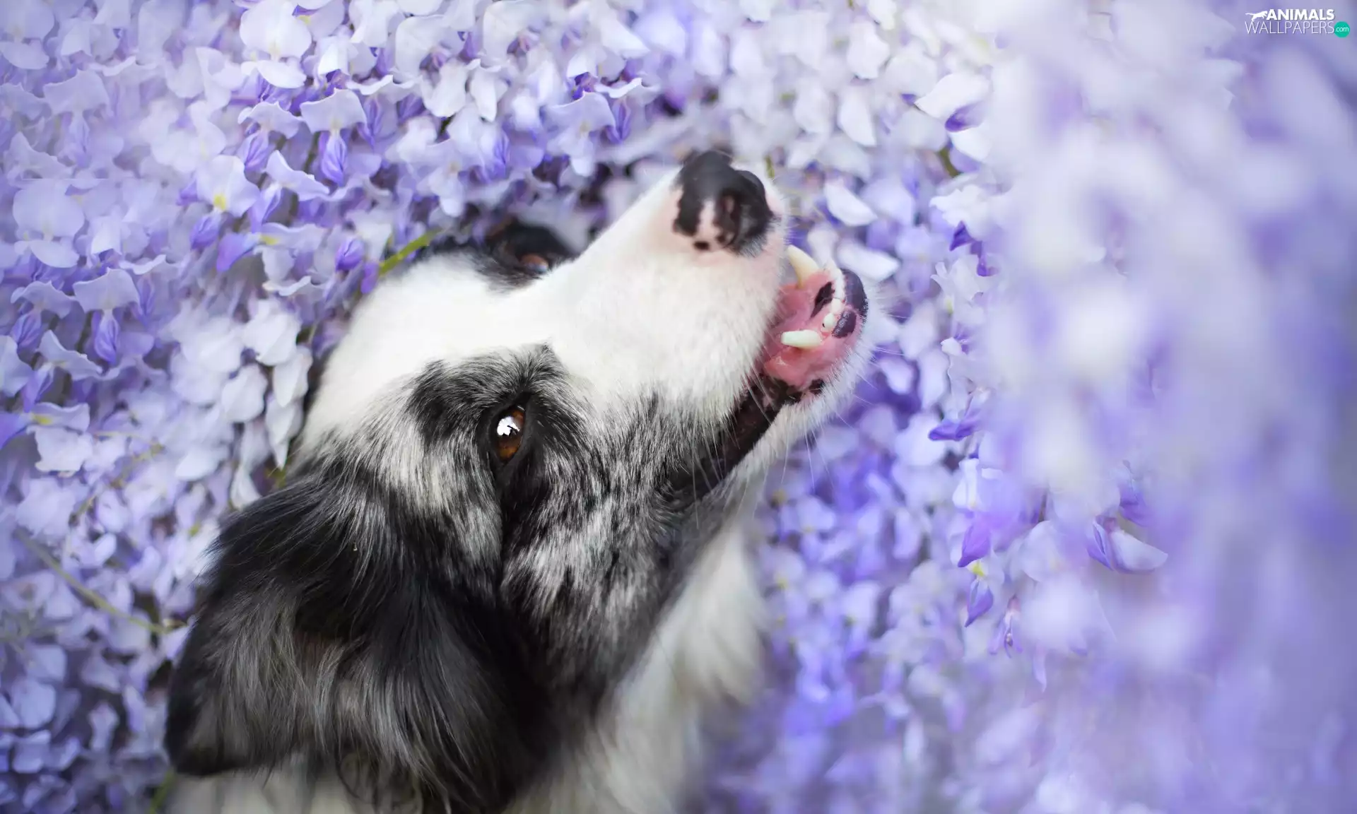 Flowers, Border Collie, purple