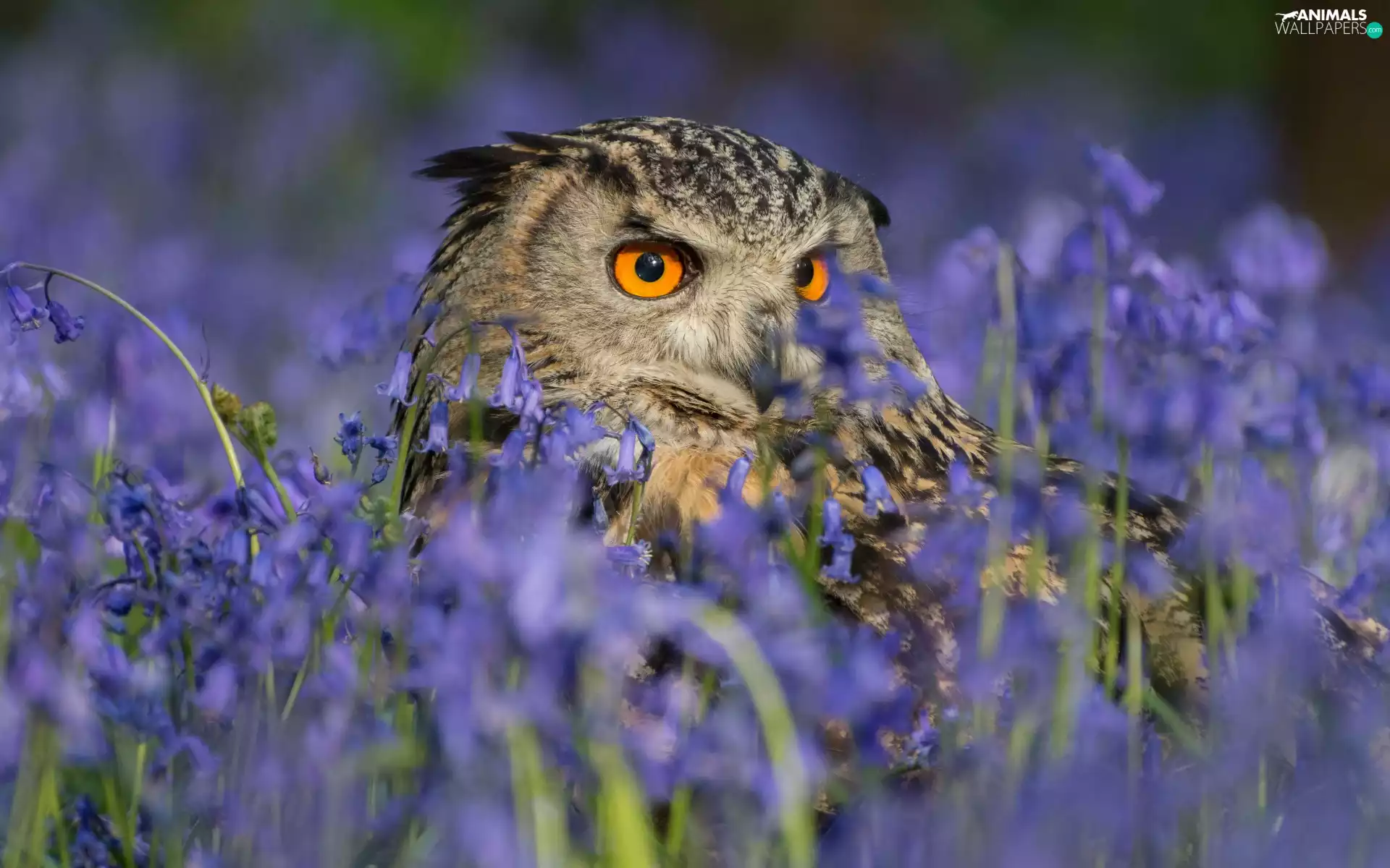 owl, purple, Flowers, eagle-owl